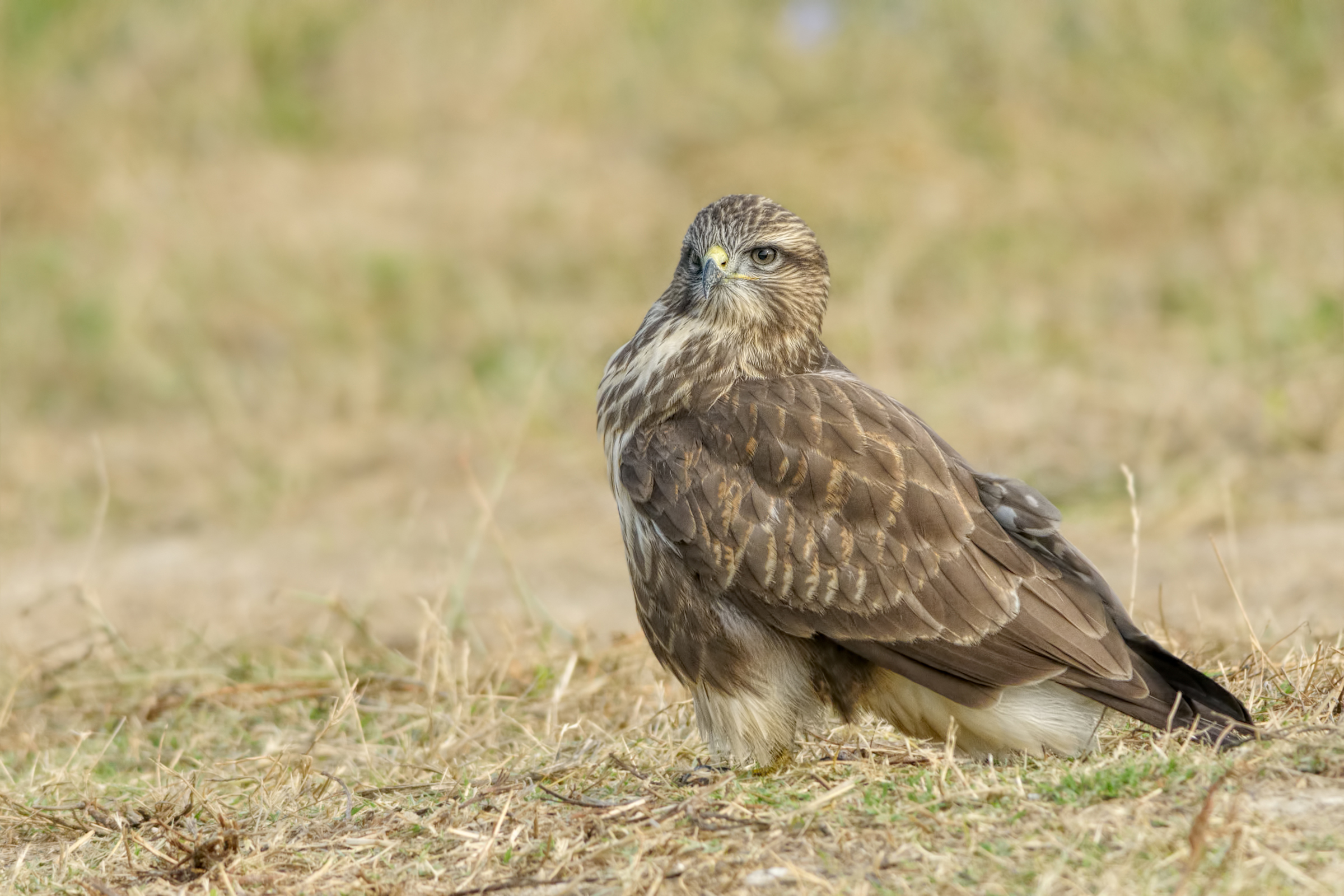 Poiana buteo buteo