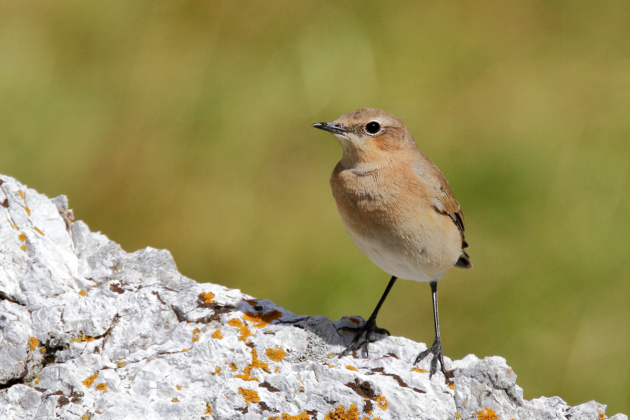 Wheatear fem.