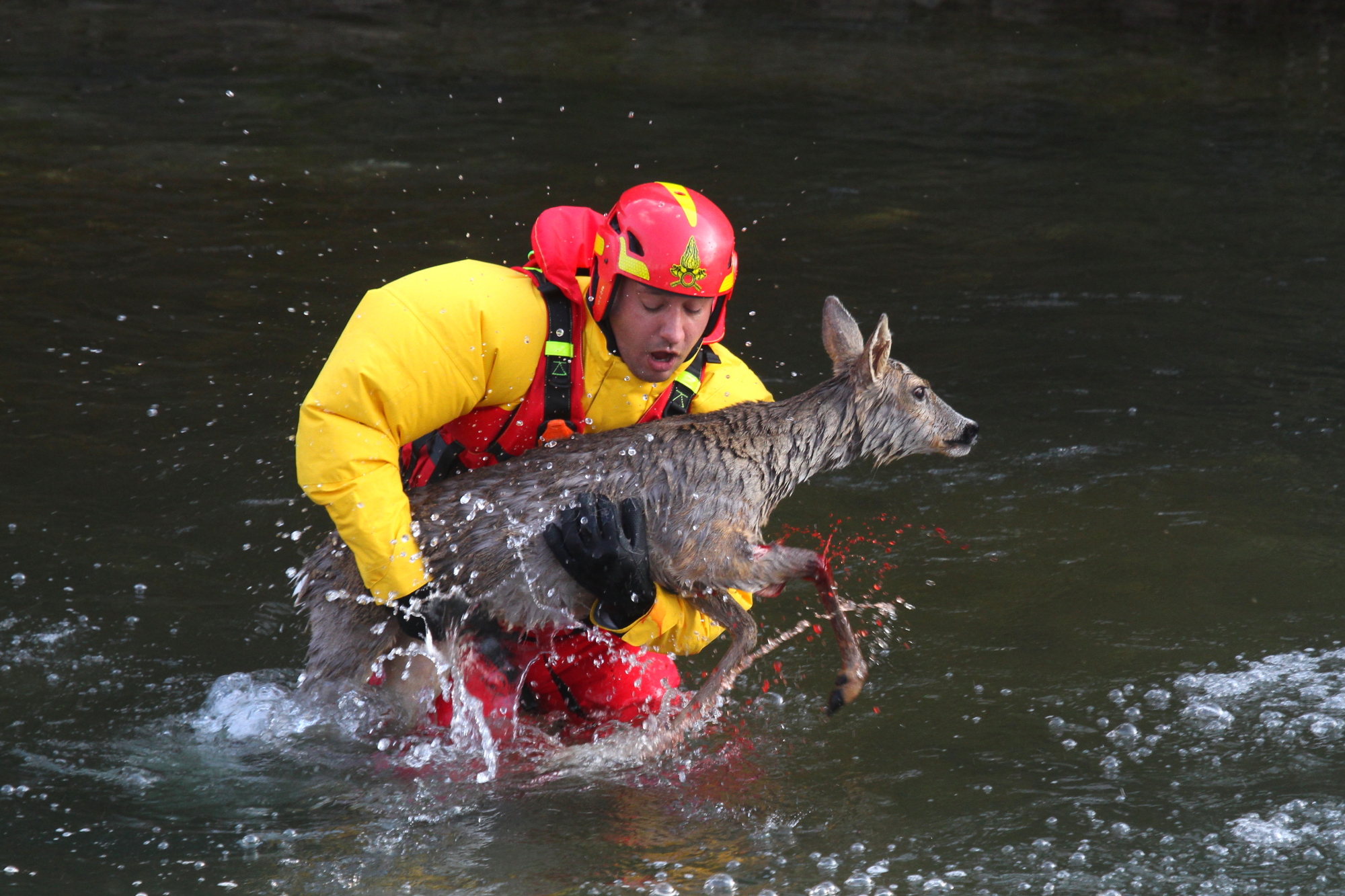 Recovery wounded deer