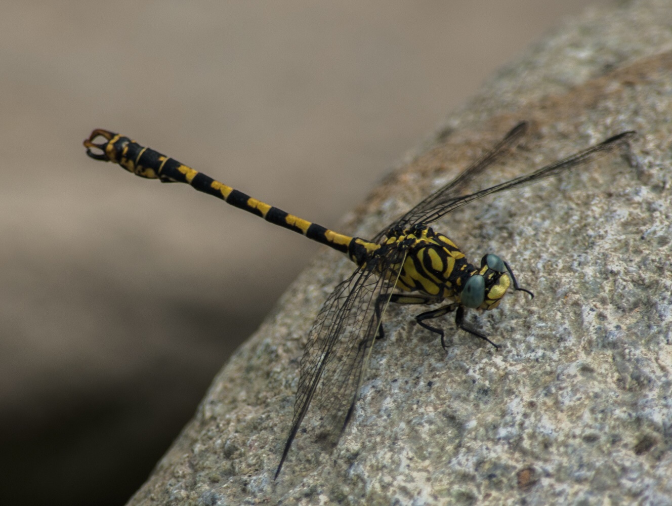 Libellula Onychogomphus forcipatus