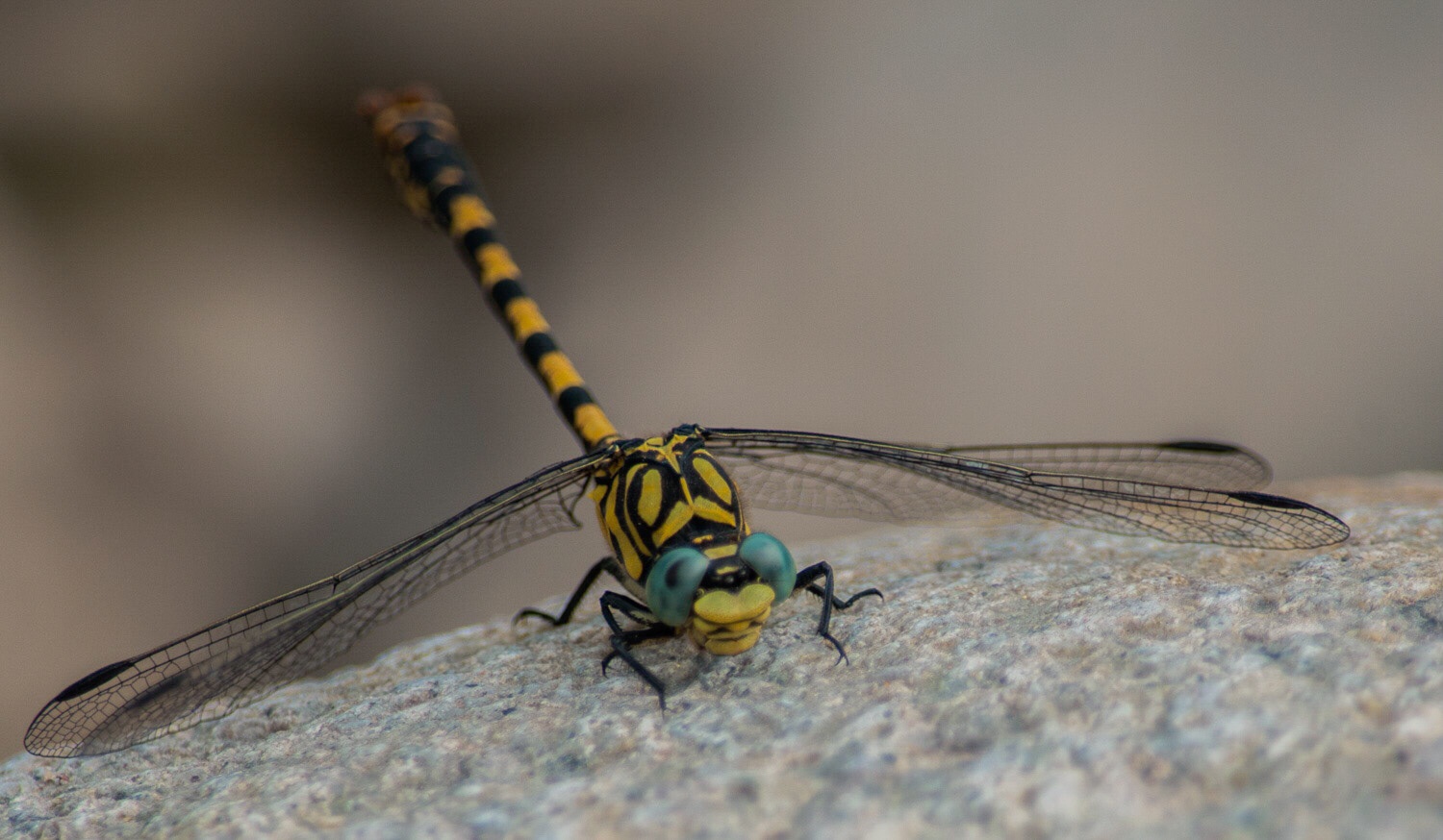Libellula Onychogomphus forcipatus