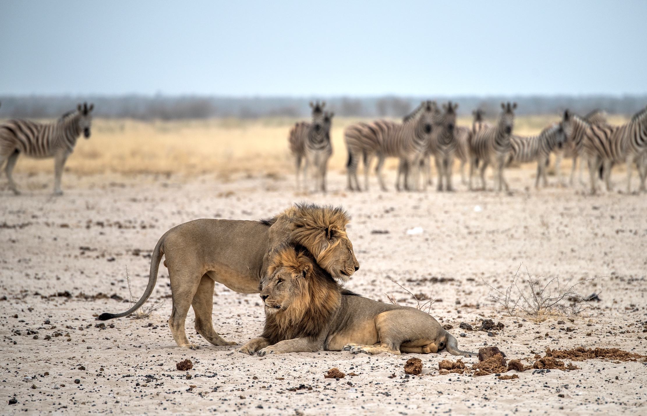 Etosha - Leoni
