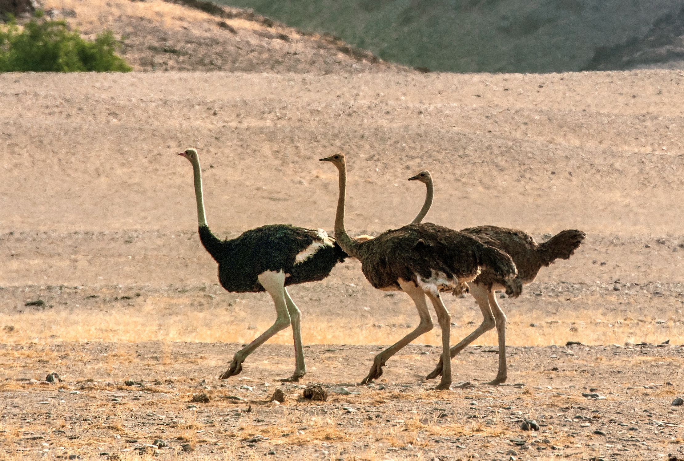 Deserto del Kaokoland - Struzzi
