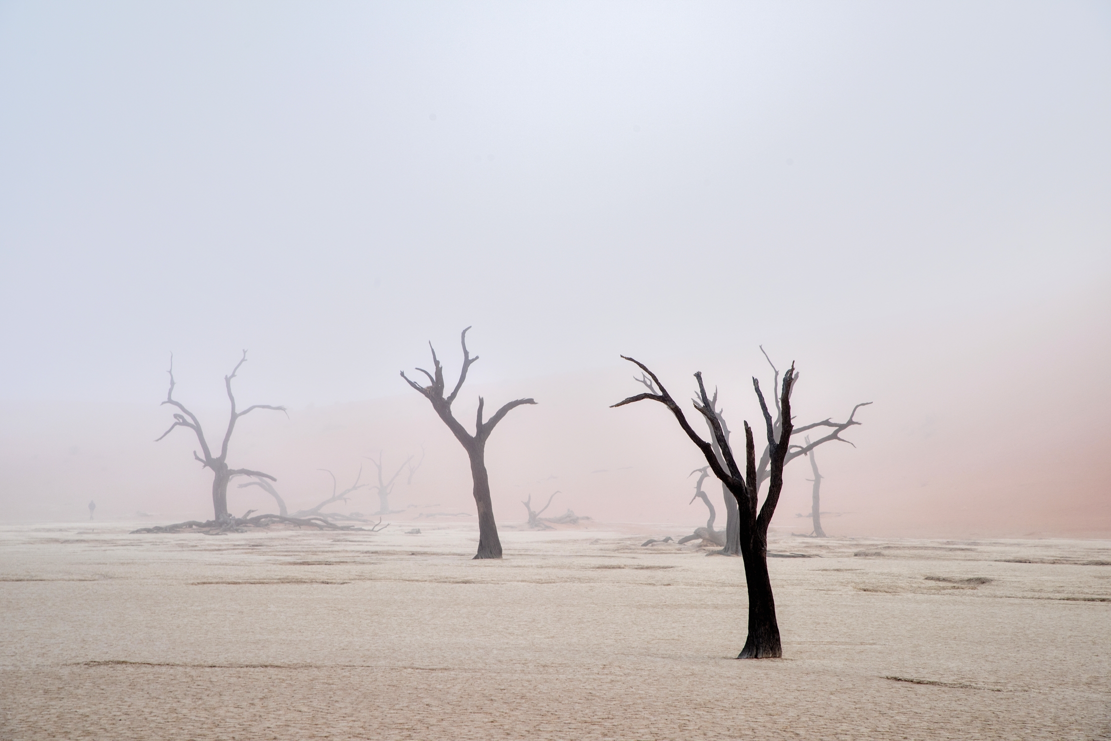 Deserto del Namib - Deadvlei nella nebbia BW