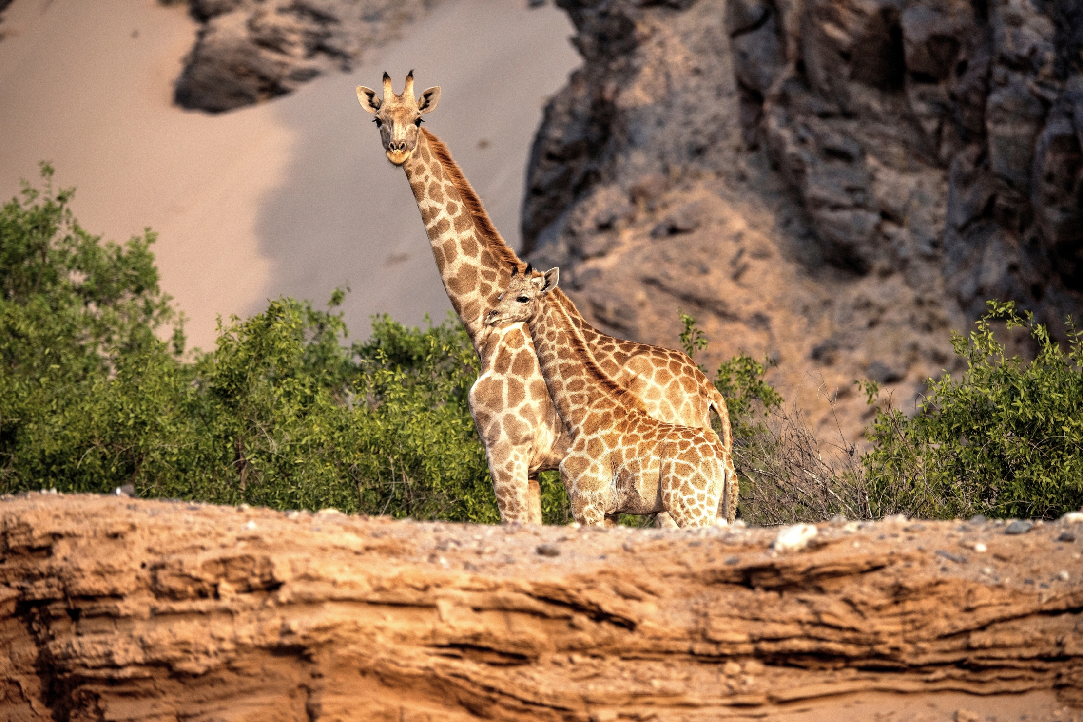 Deserto del Kaokoland - Giraffe