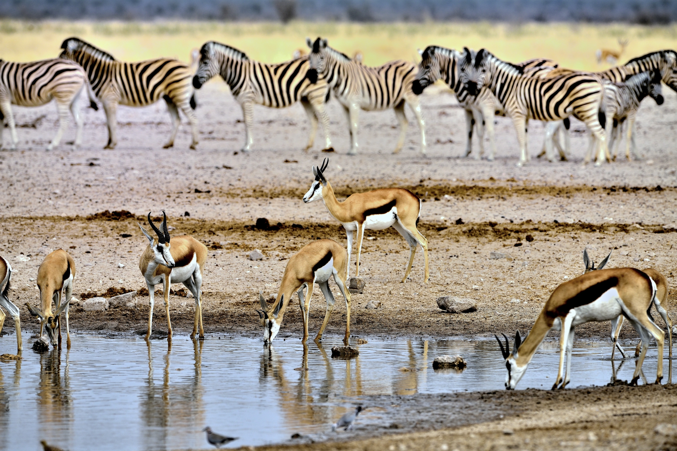Etosha - Springbok e Zebre