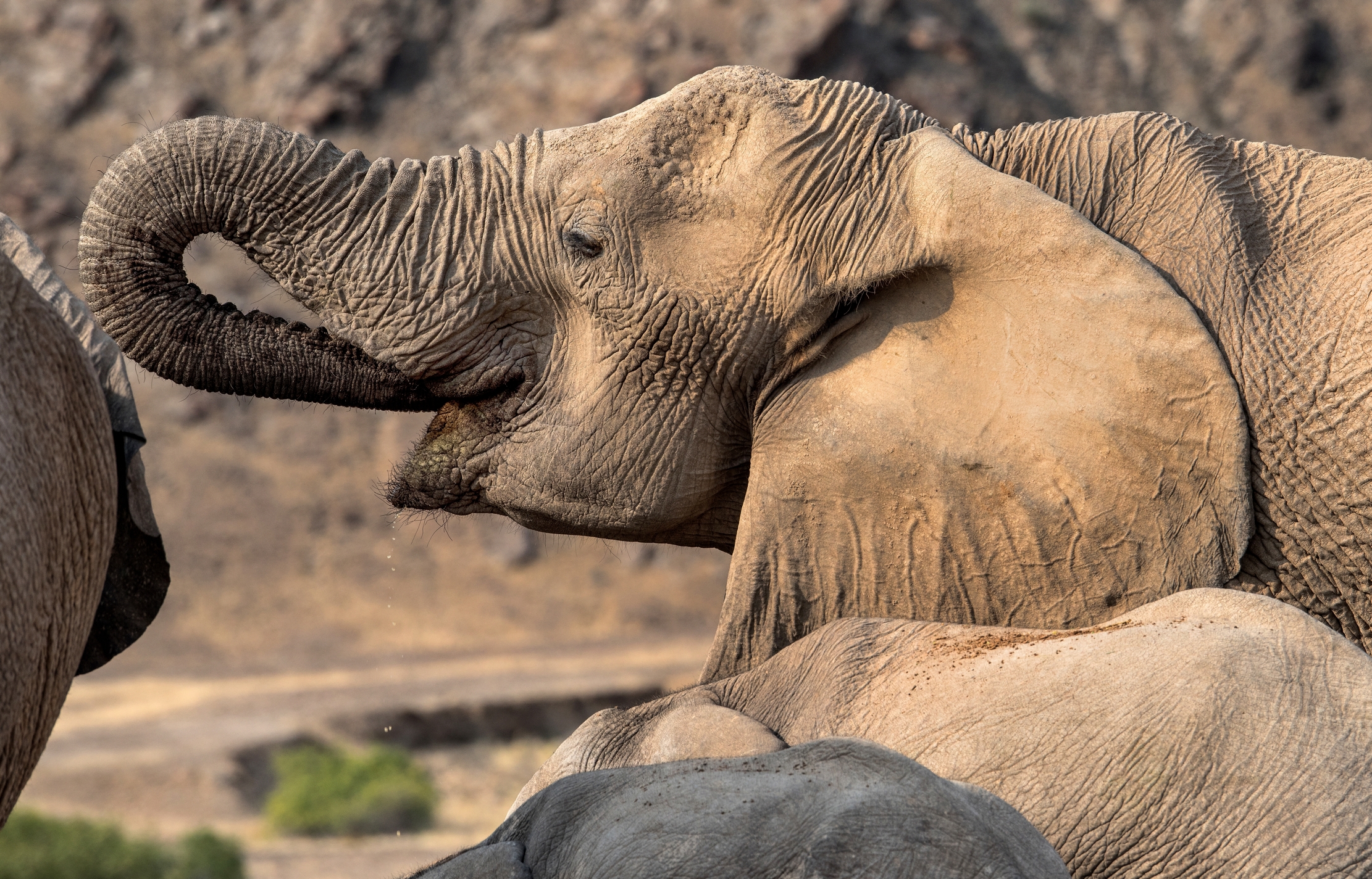 Deserto del Kaokoland - Elefante