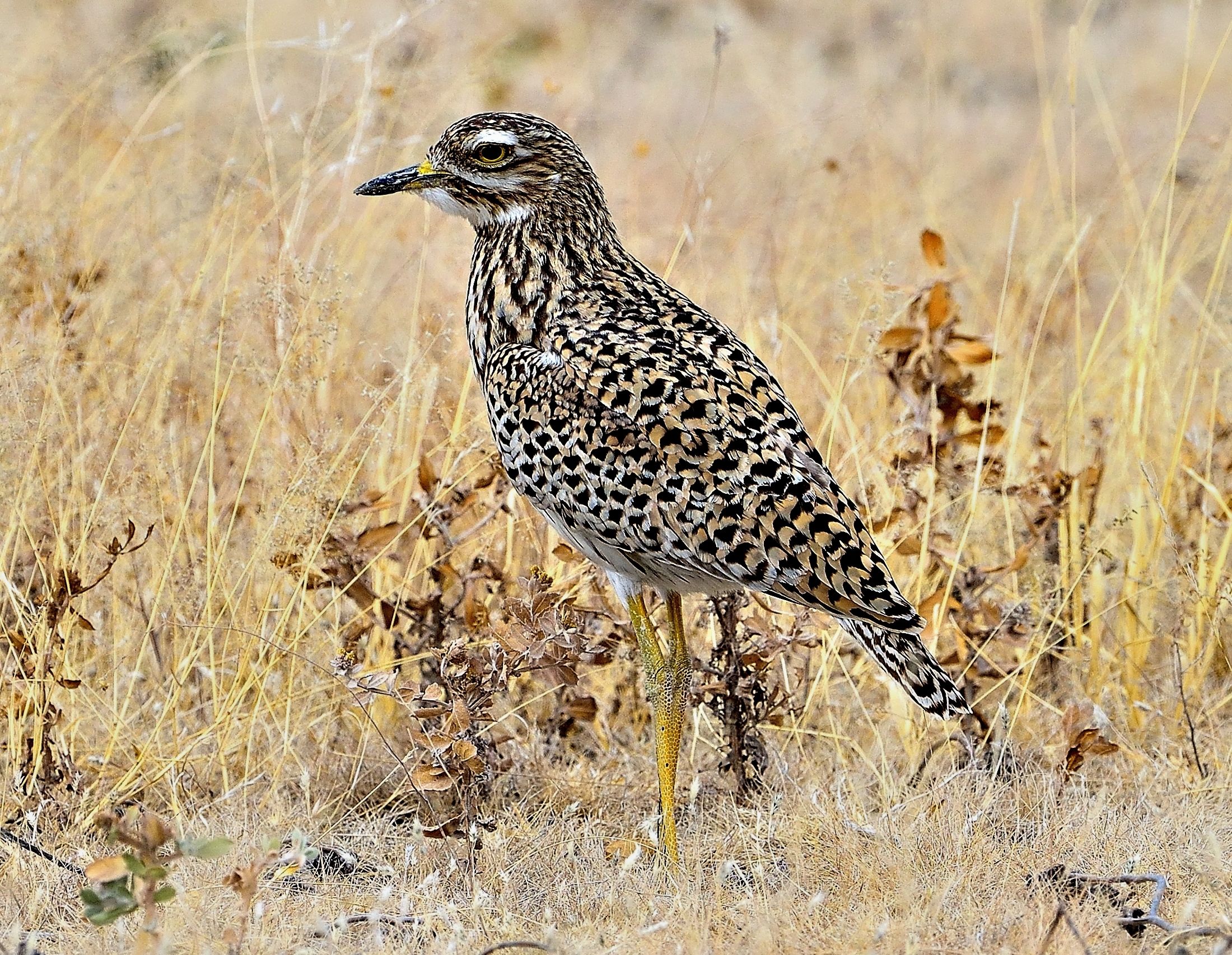 Etosha - Occhione