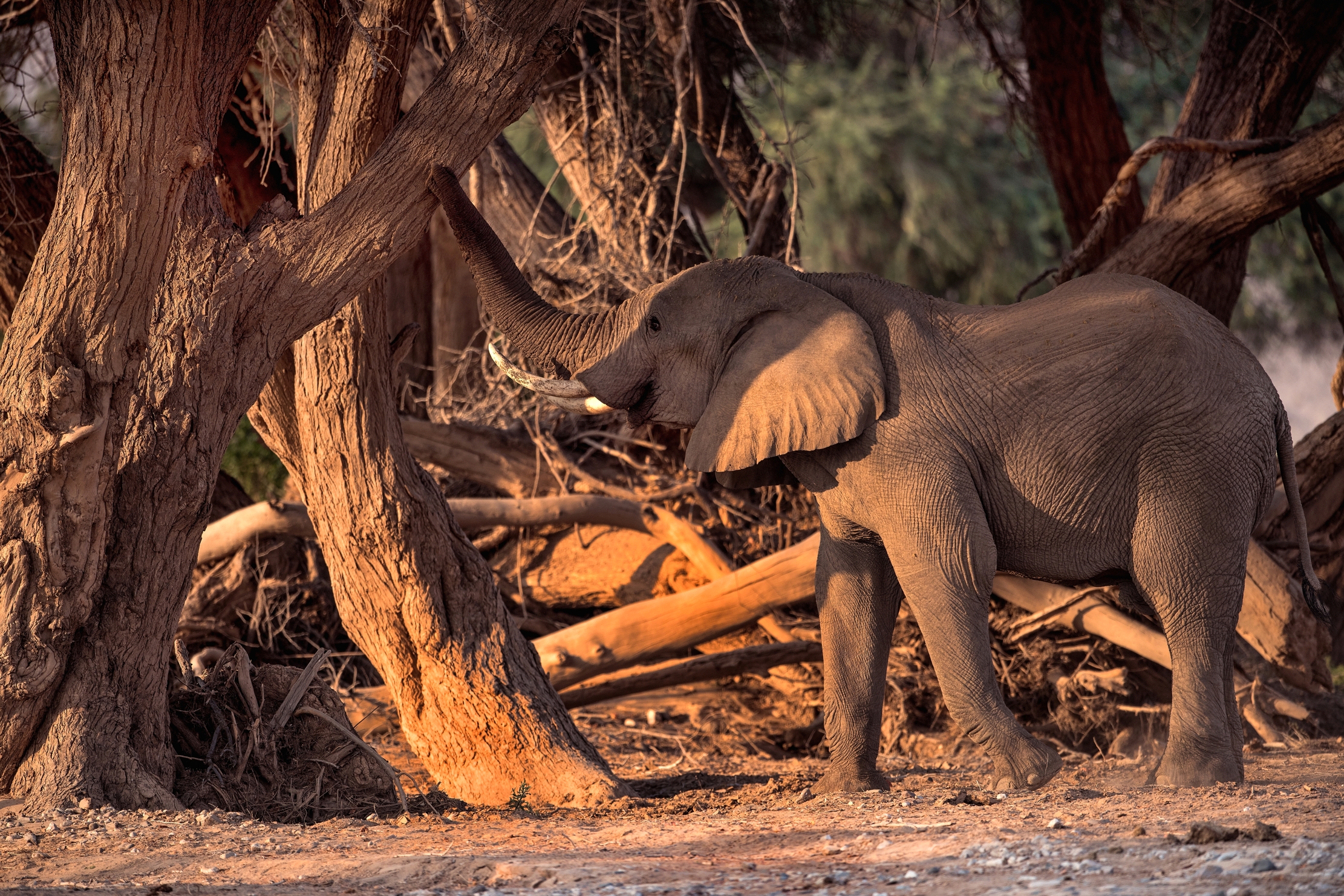 Deserto del Kaokoland - Elefante