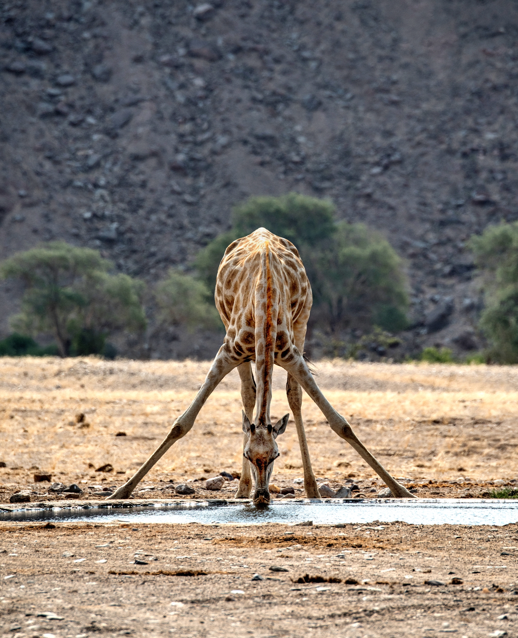 Deserto del Kaokoland - Giraffa