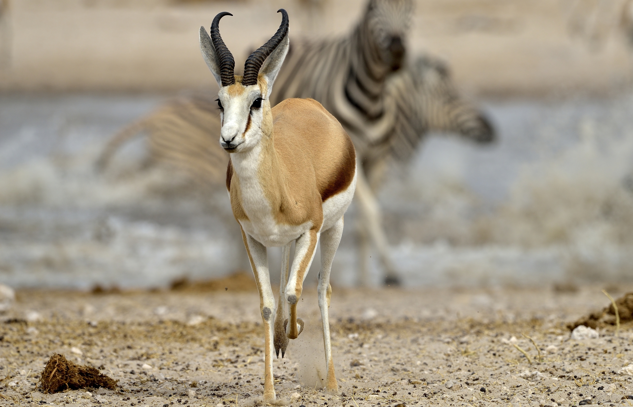 Etosha - Springbok