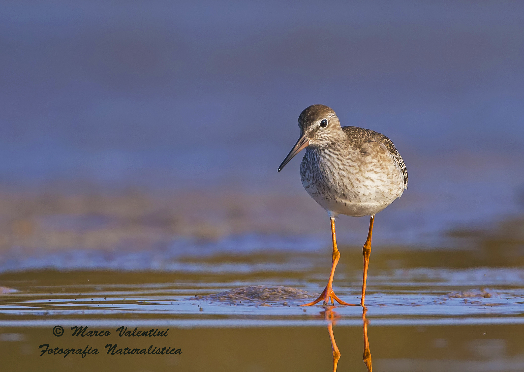 Prime luci sullo stagno