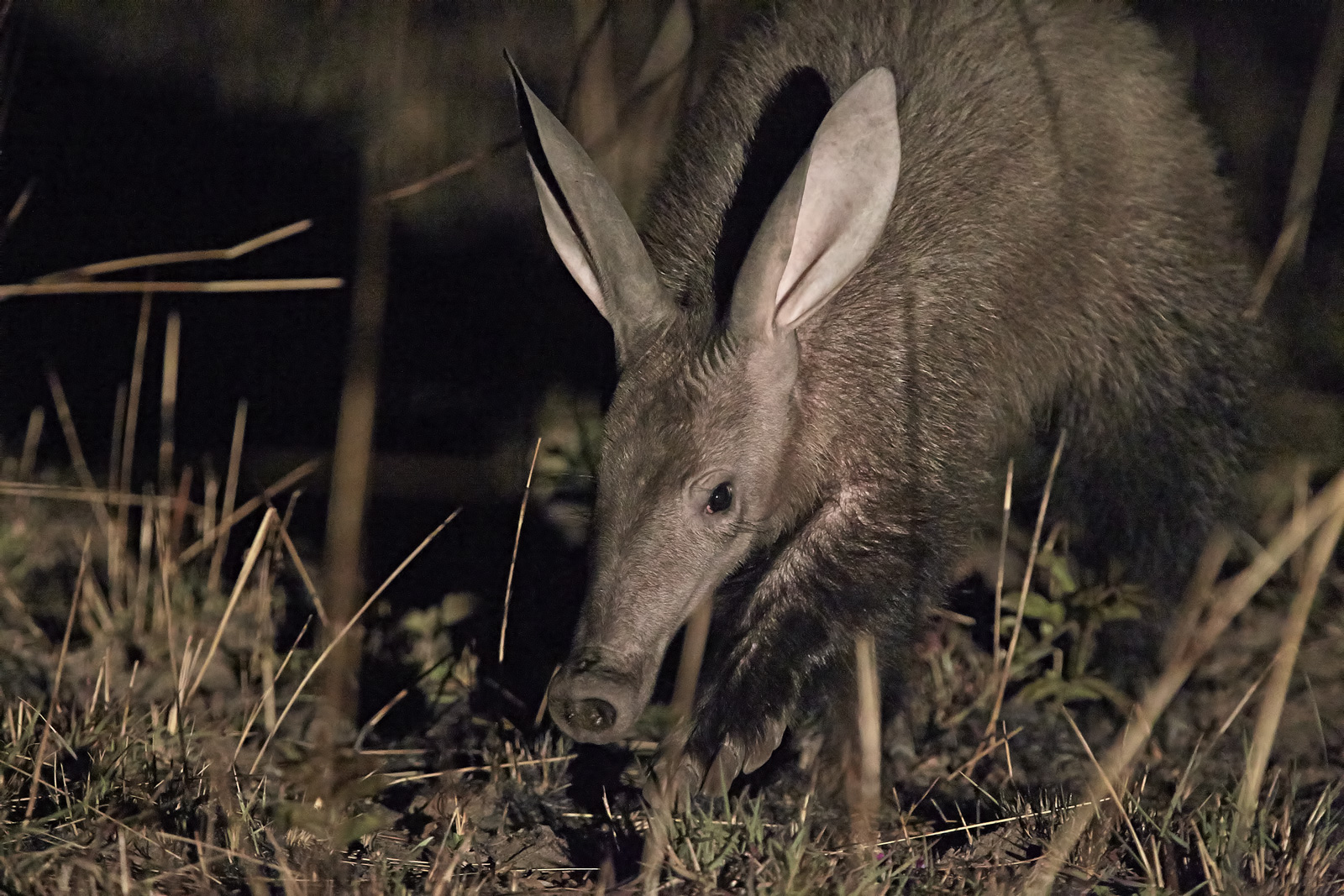 Aardvark again!