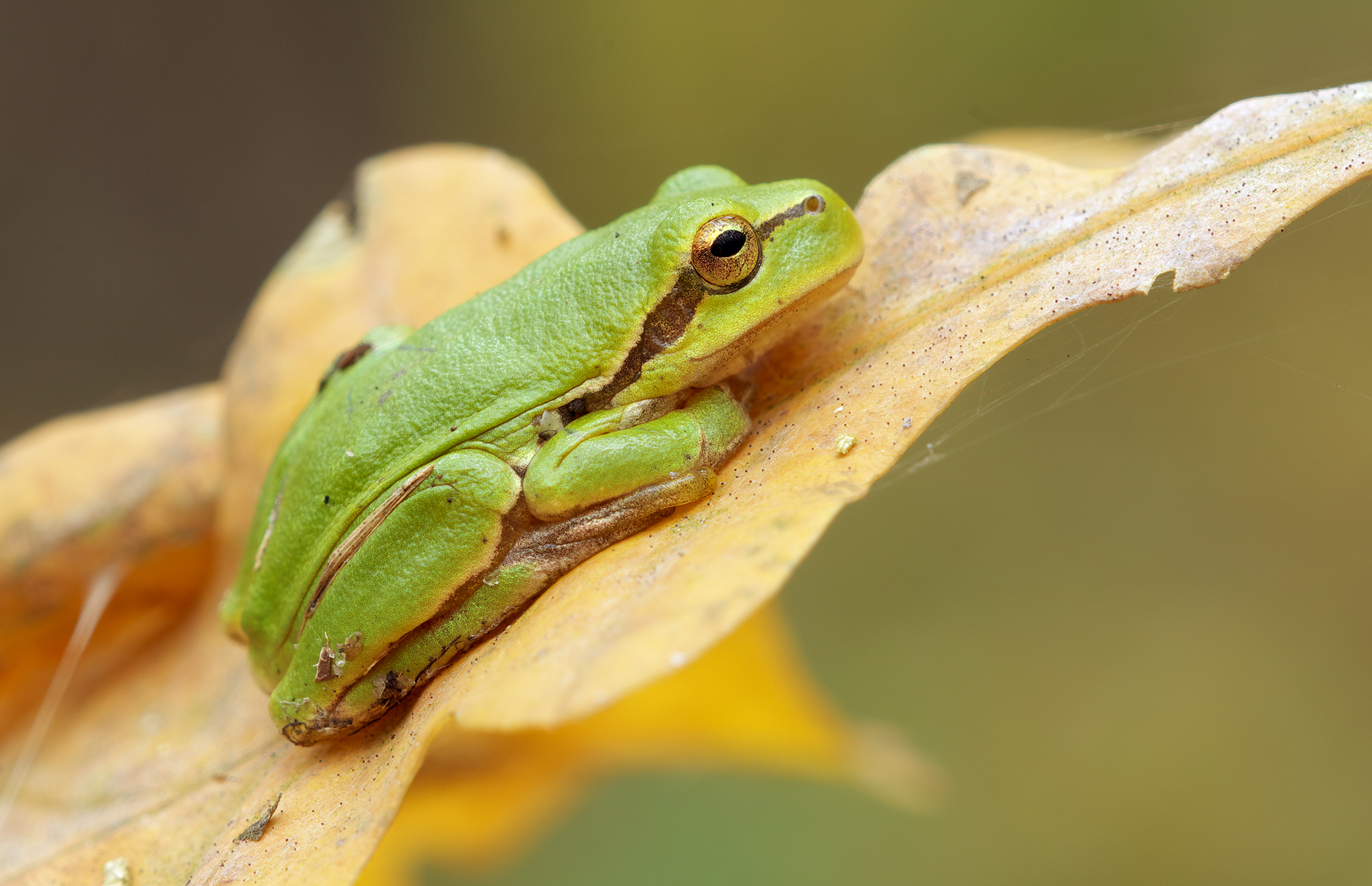 Hyla arborea