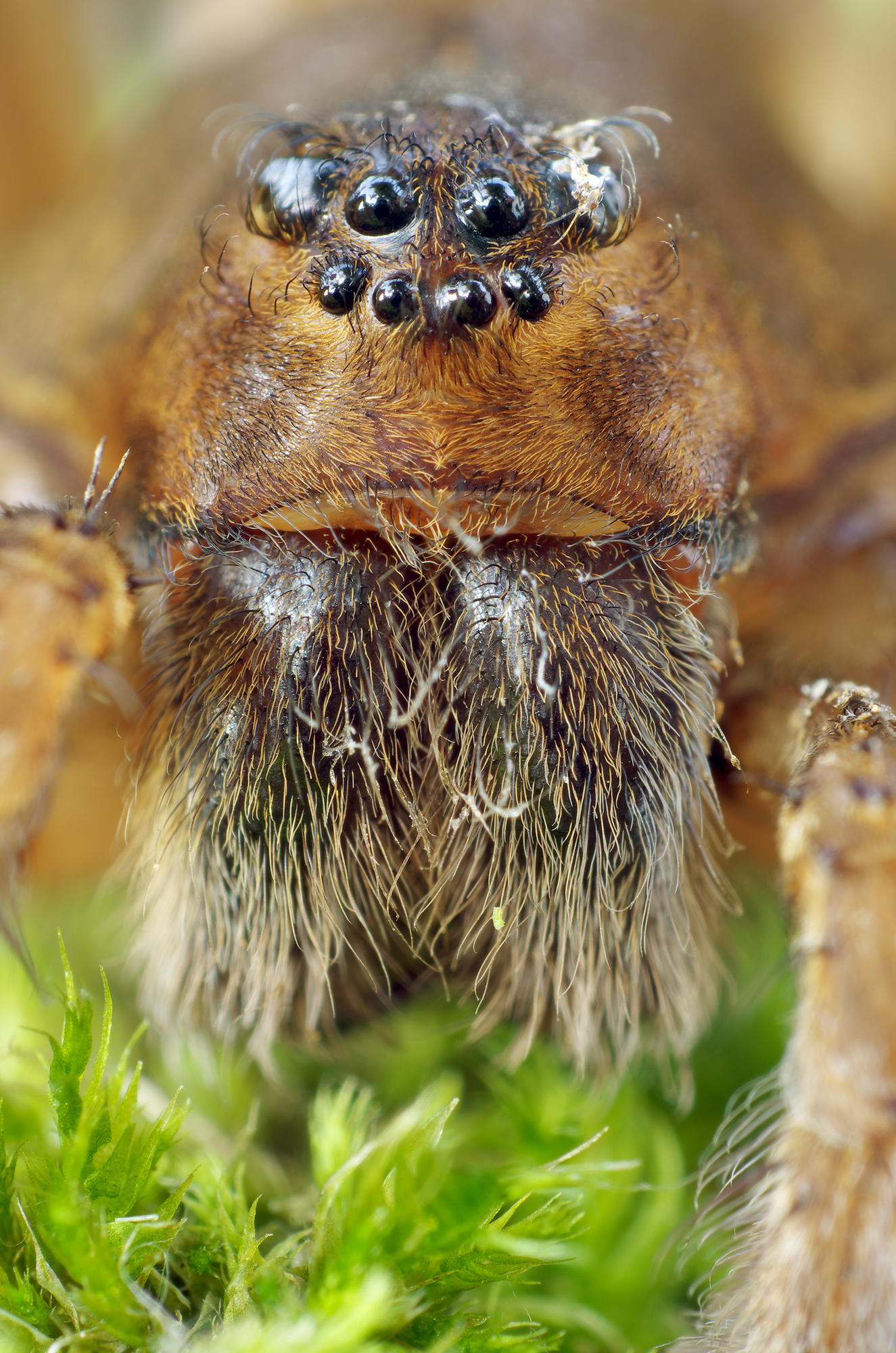 Dolomedes