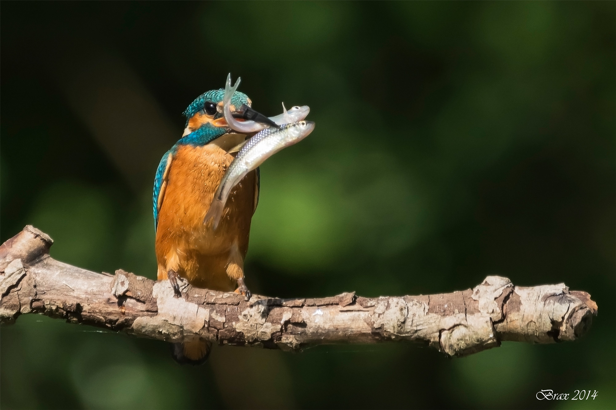 L'ingordigia non ha limiti