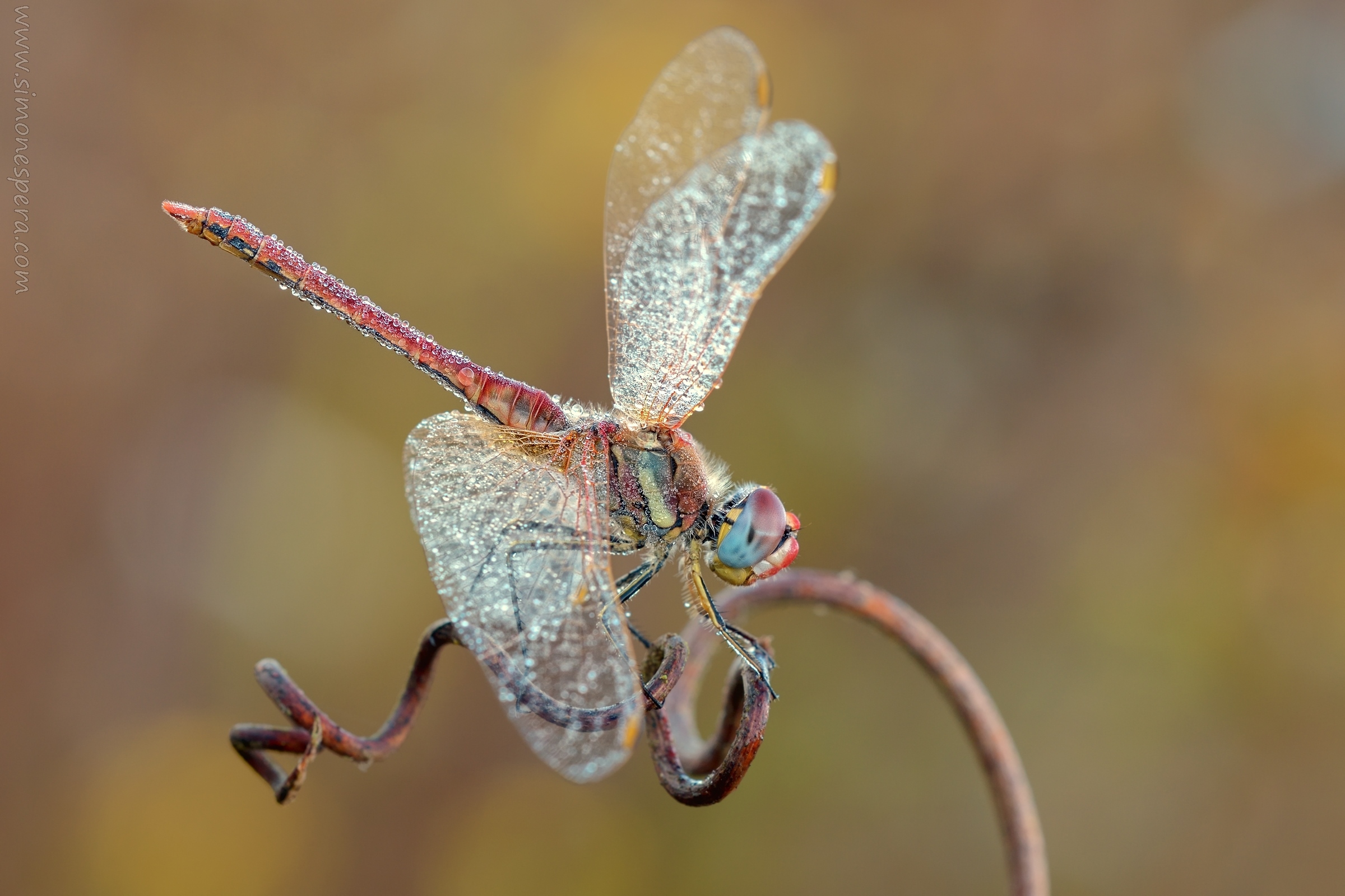 Sympetrum ....