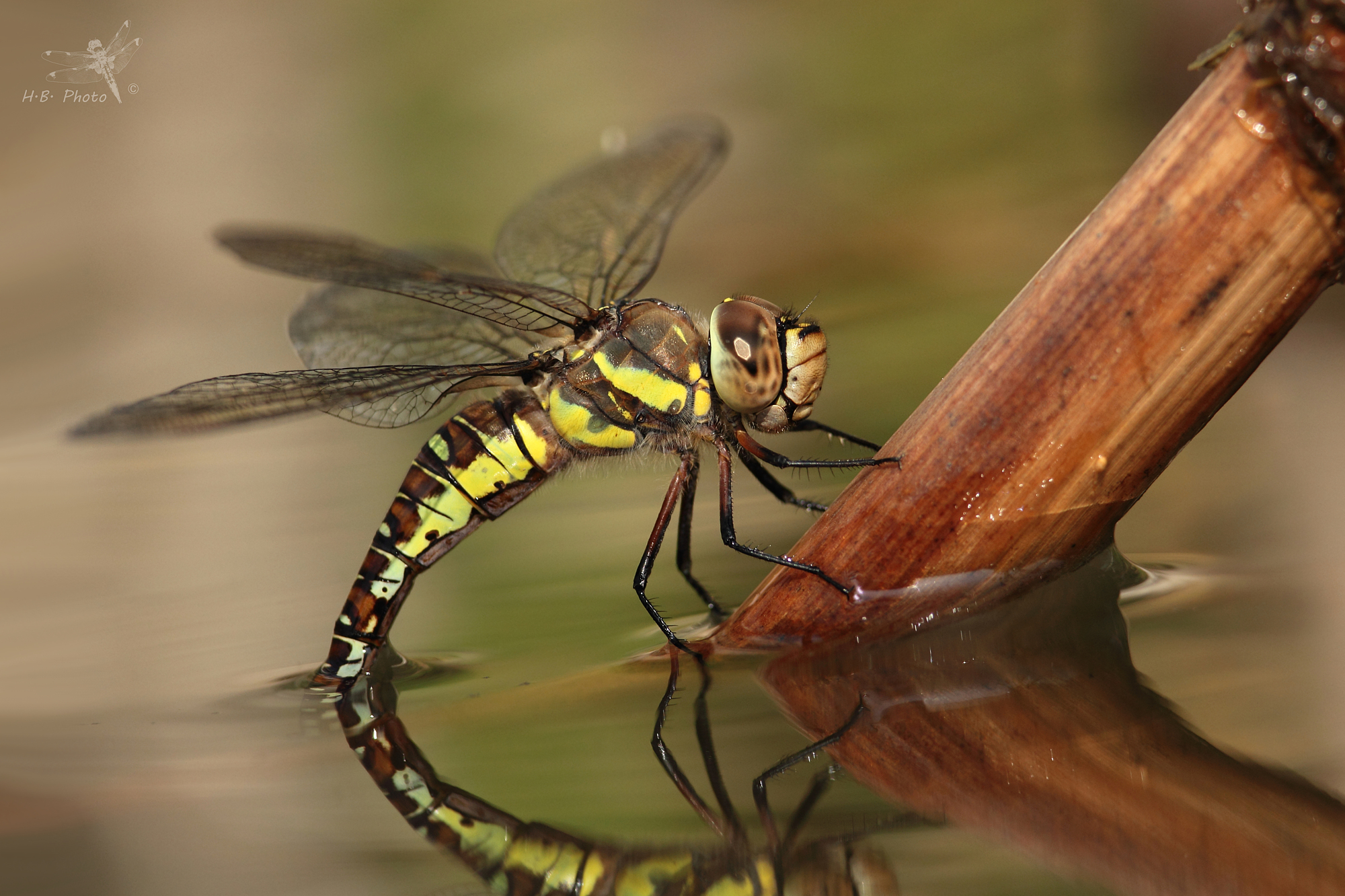 Aeshna mixta, female, oviposition