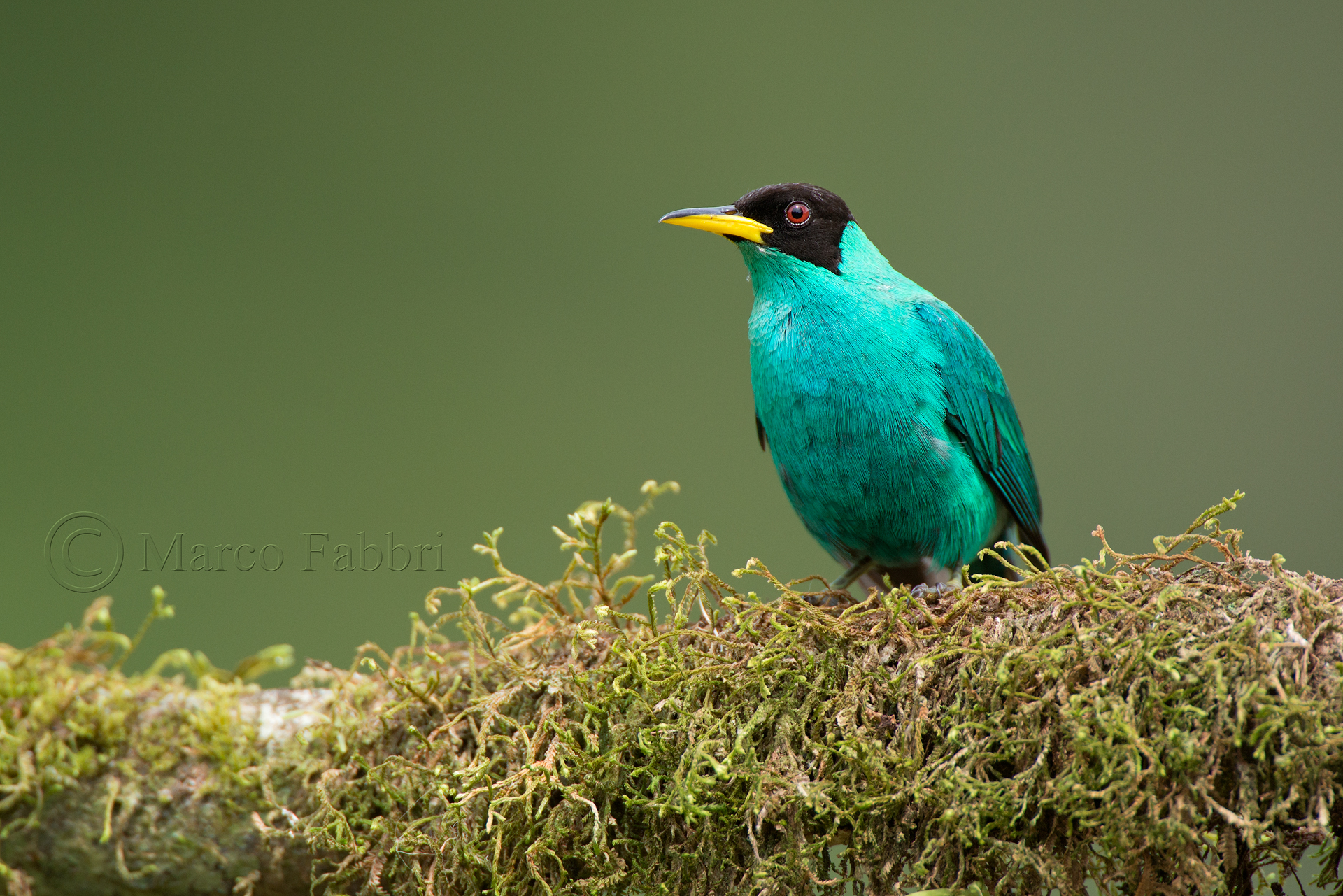 Green Honeycreeper