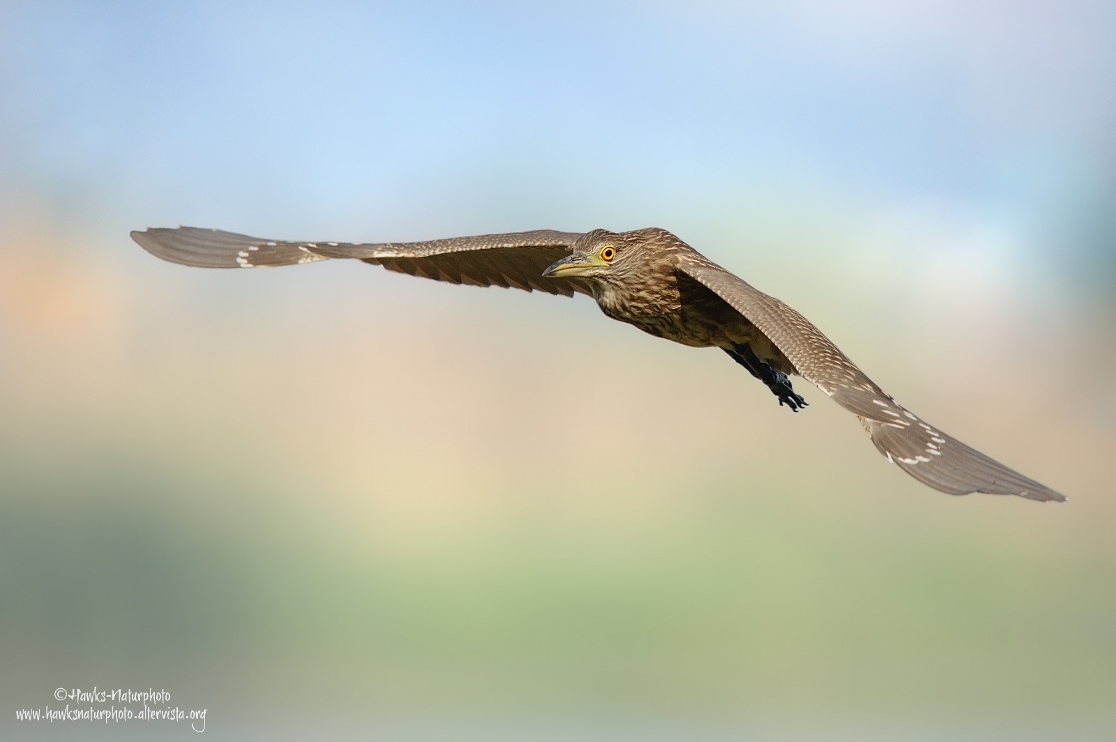 Young Black Crowned Night Heron
