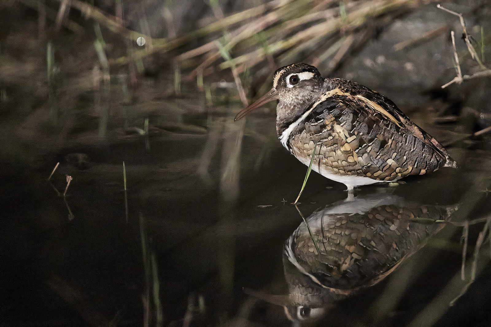 beccaccino dorato (Rostratula benghalensis)