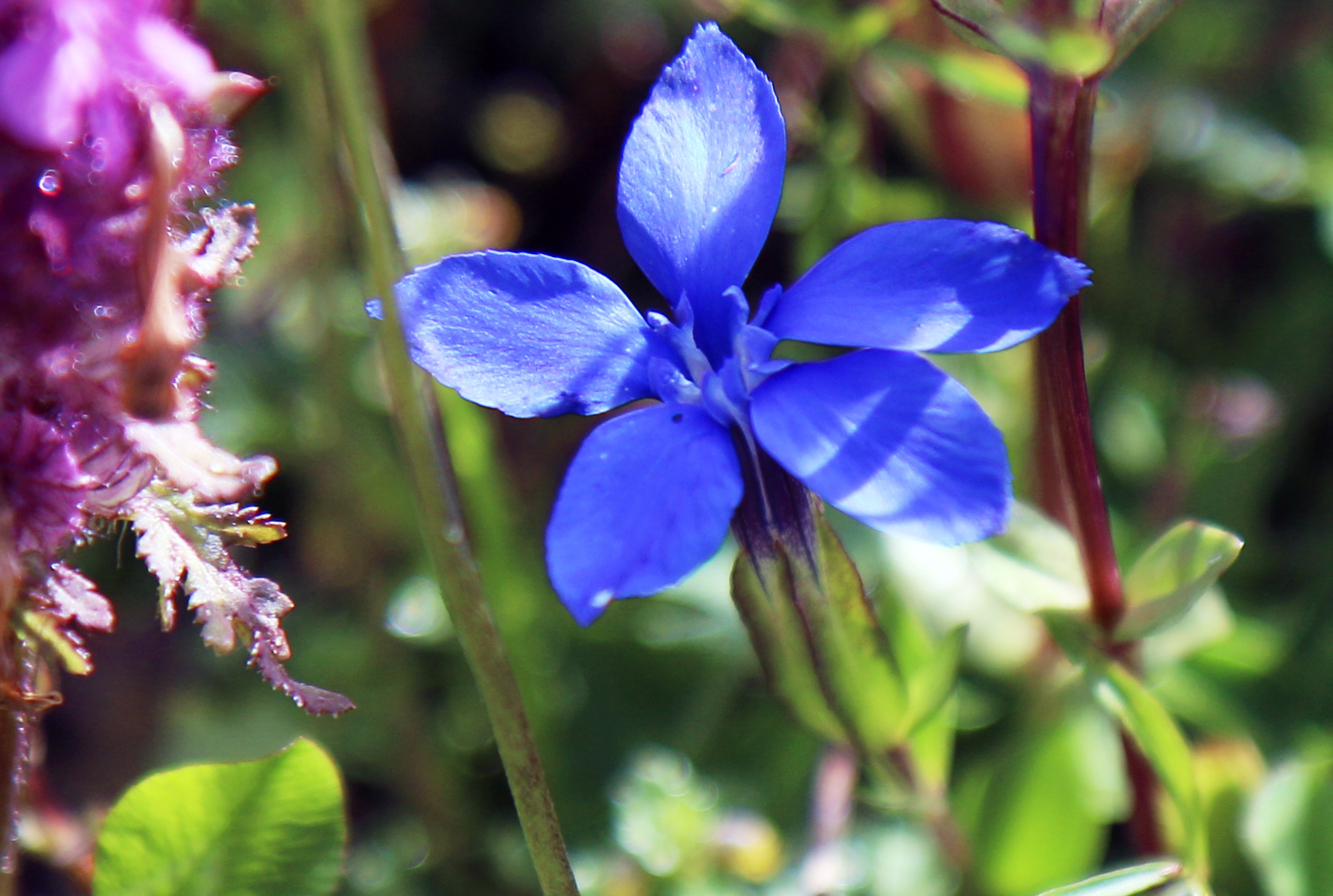Genziana primaticcia