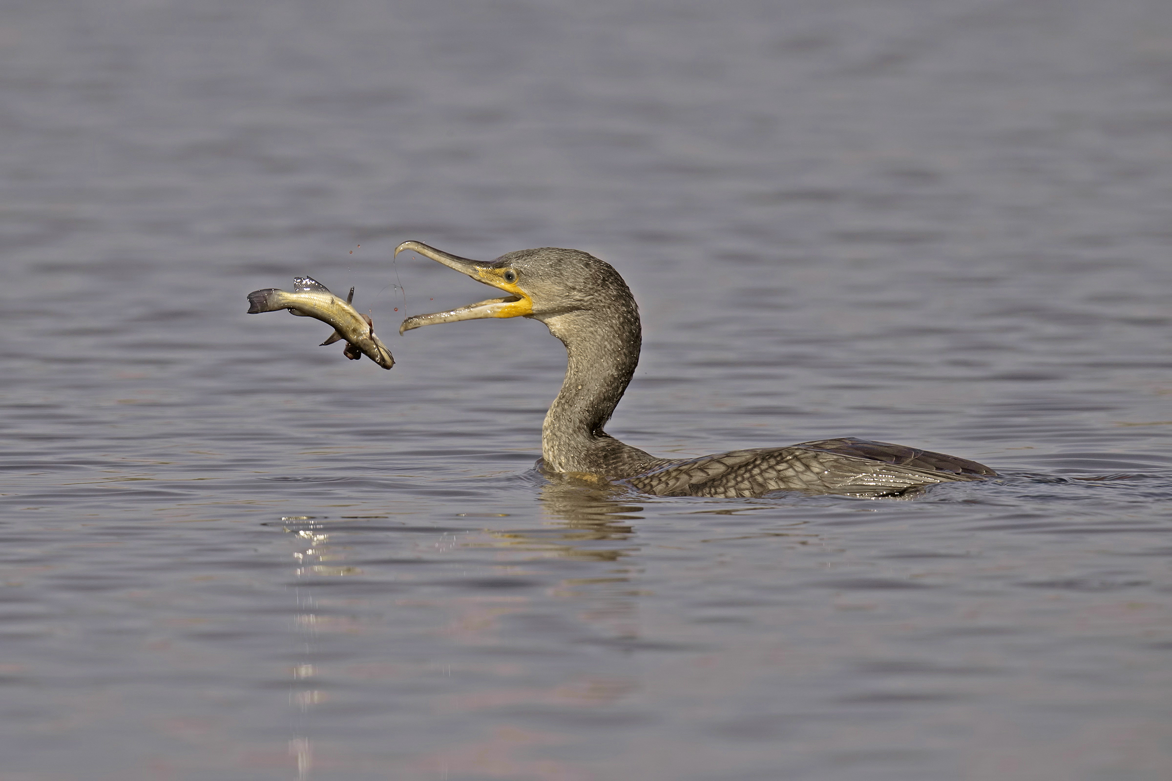 Cormorano vs pesce gatto