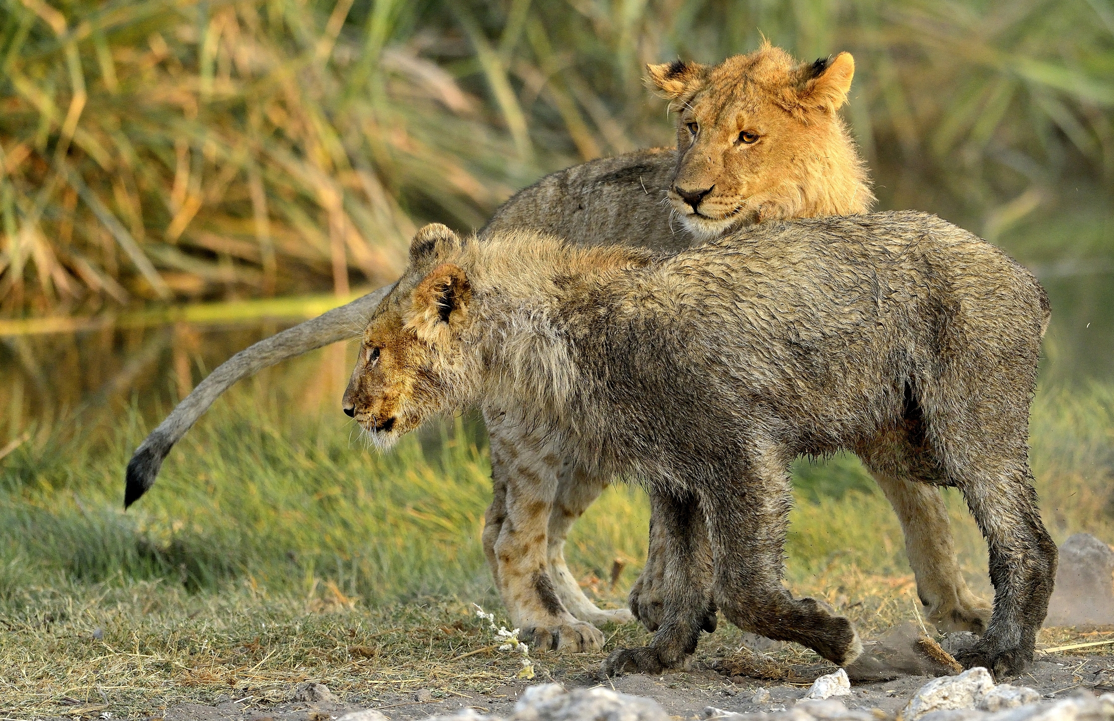 Etosha - Giovani leoni