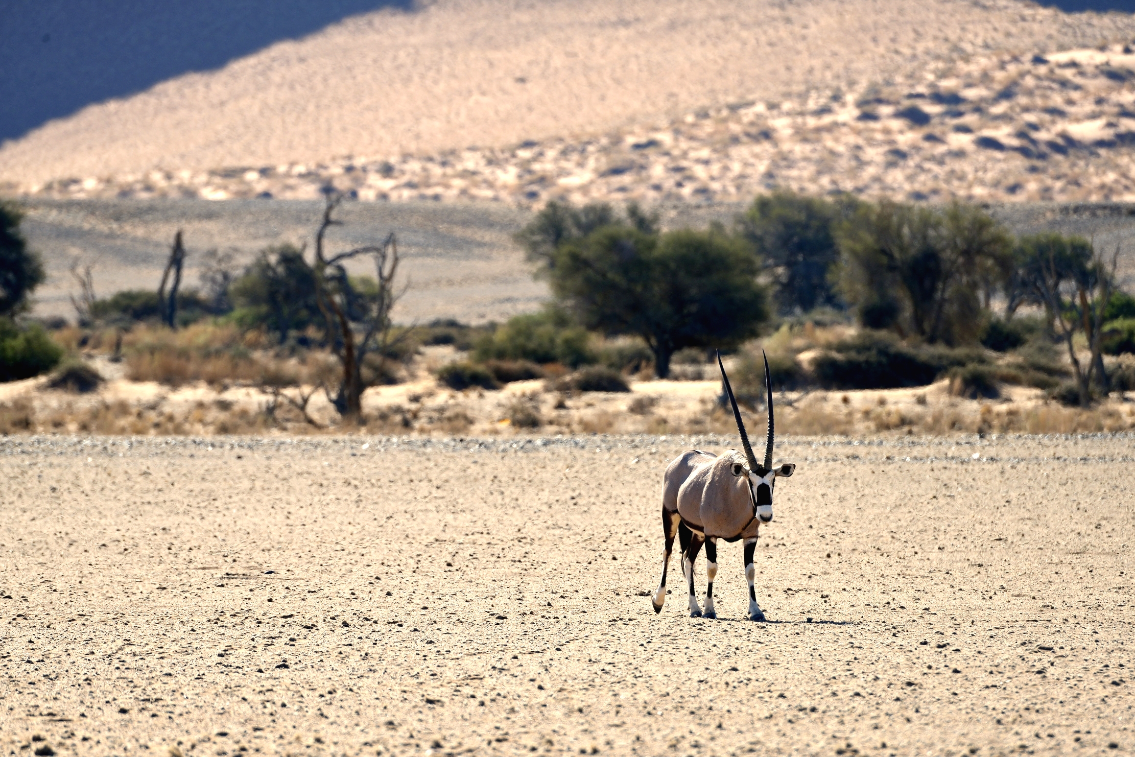 Deserto del Namib - Orix