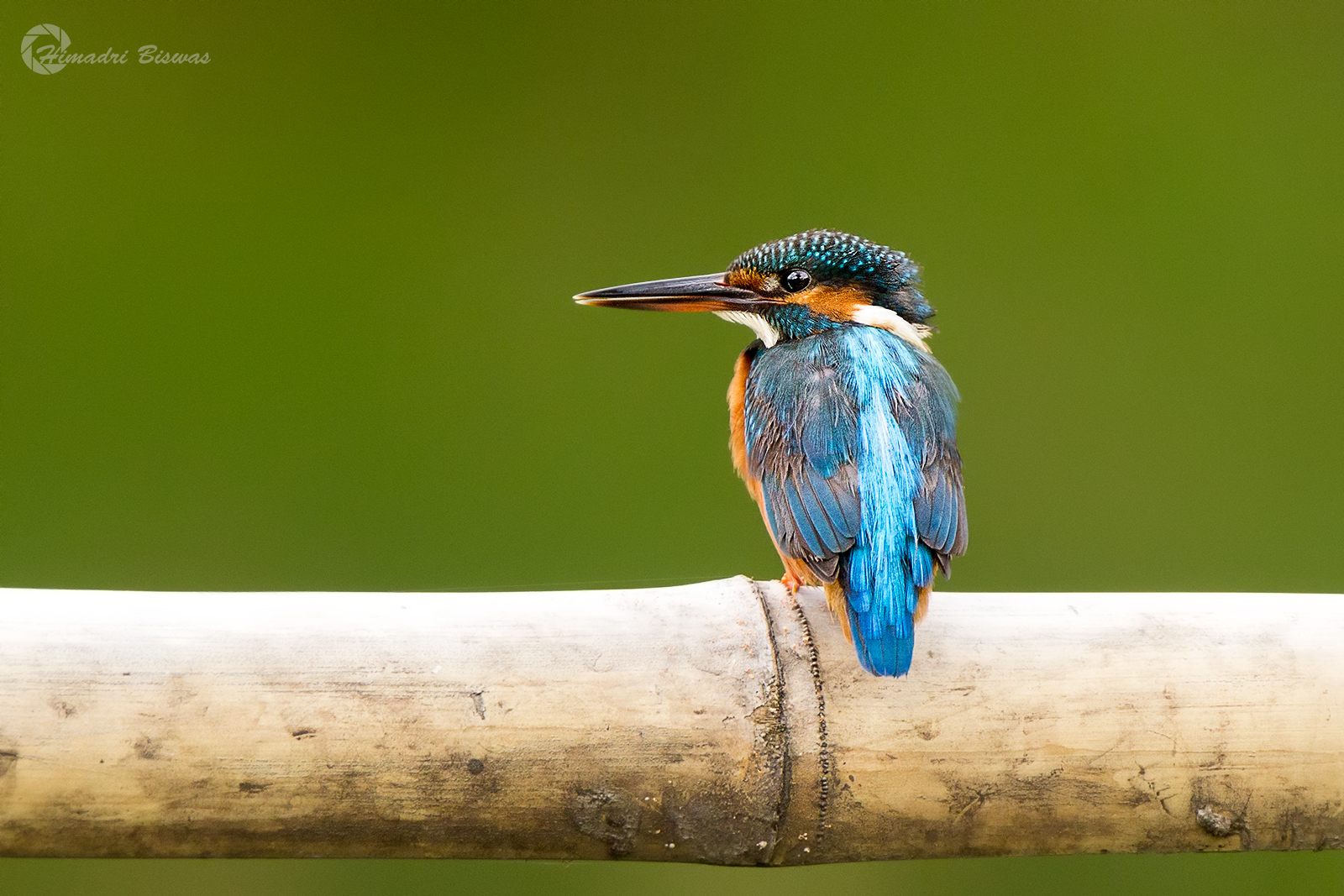 Common Kingfisher