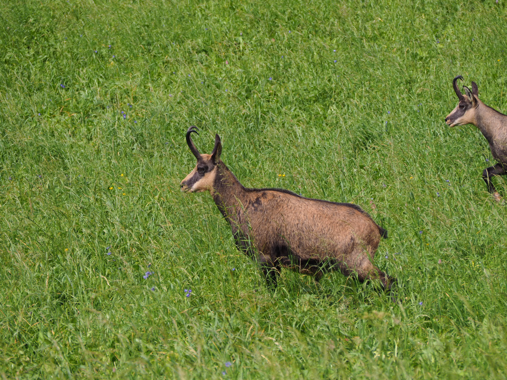 Chamois