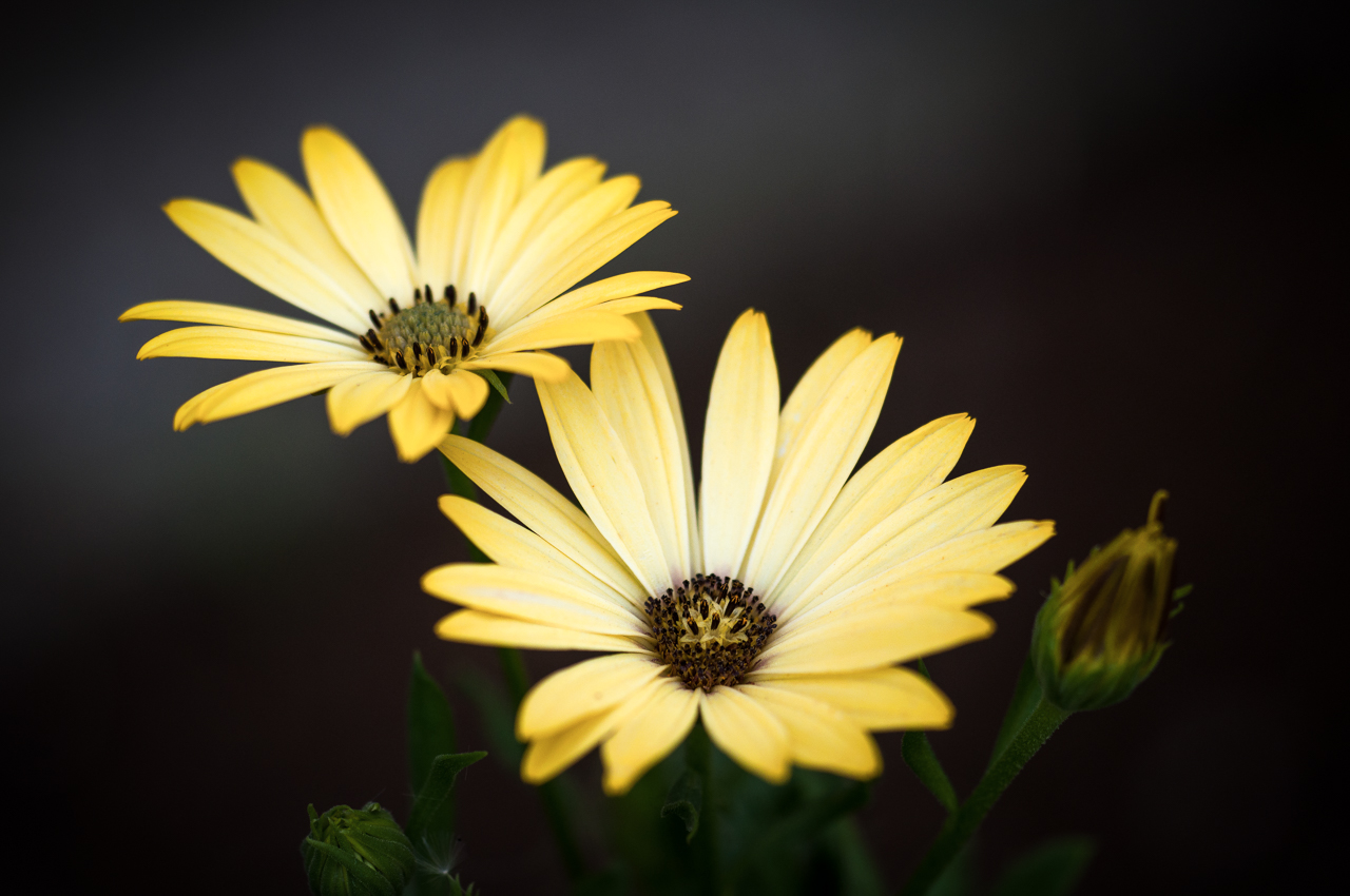 There are 2 flowers and ..