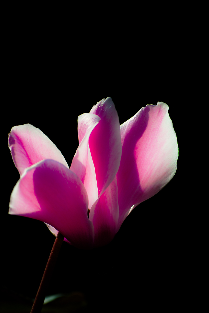 And all around is black ..