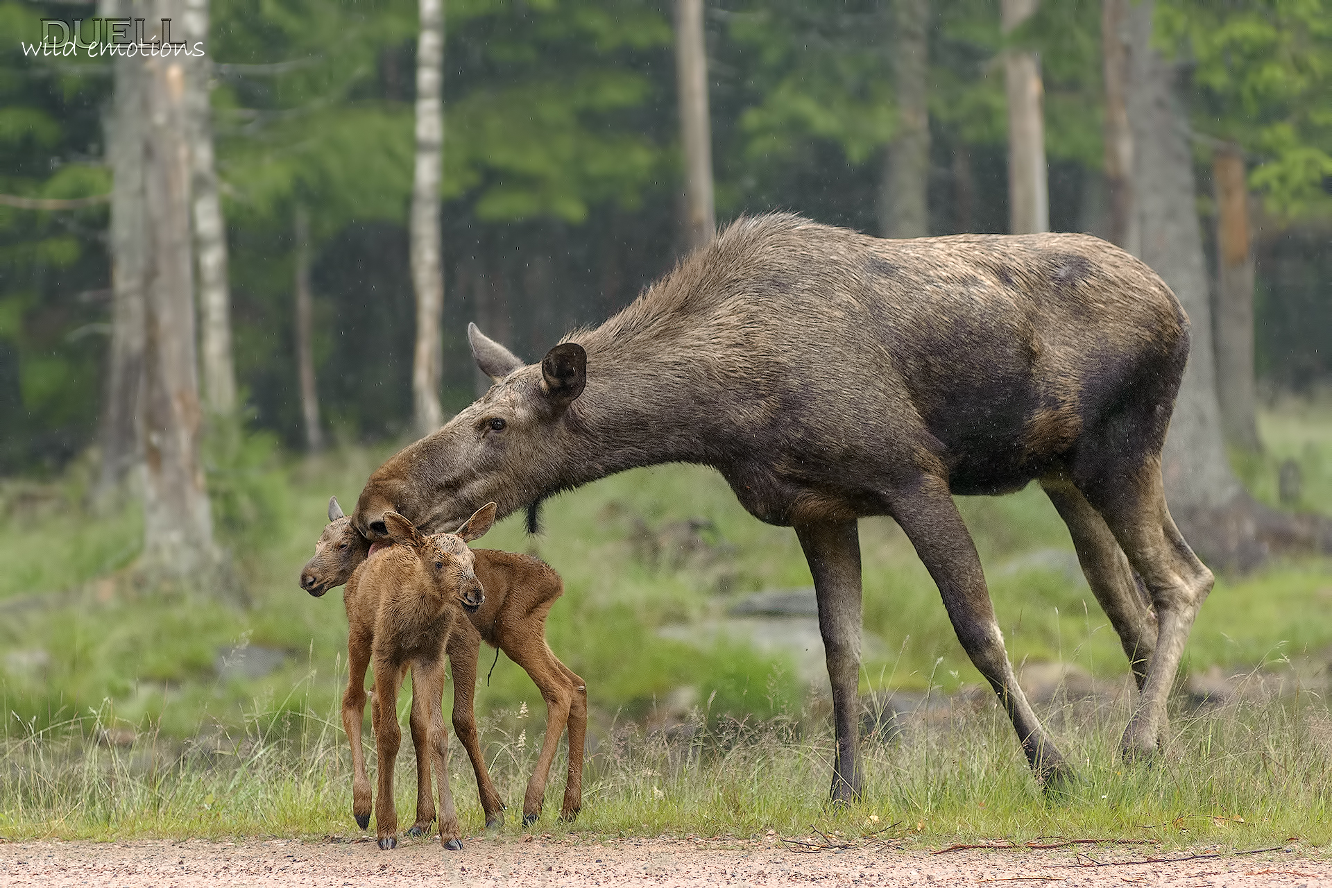 mamma alce con piccoli