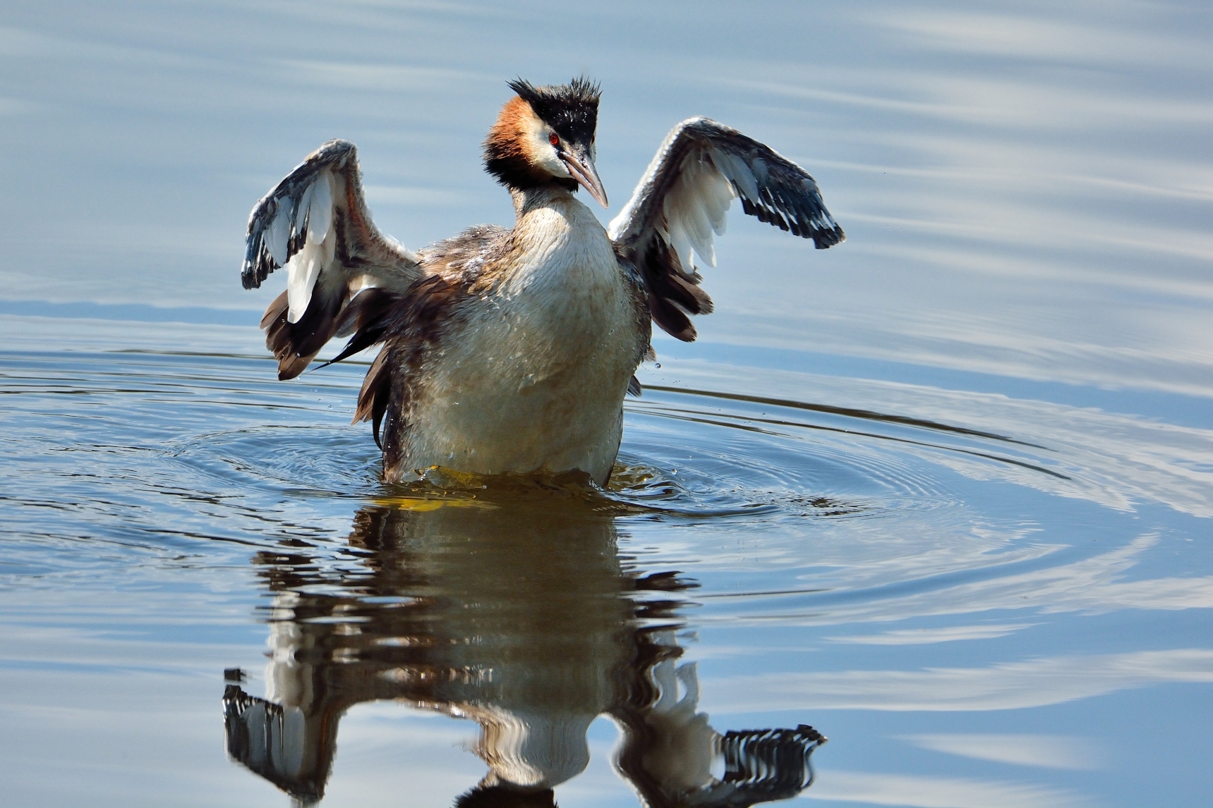 Svasso maggiore (podiceps cristatus)
