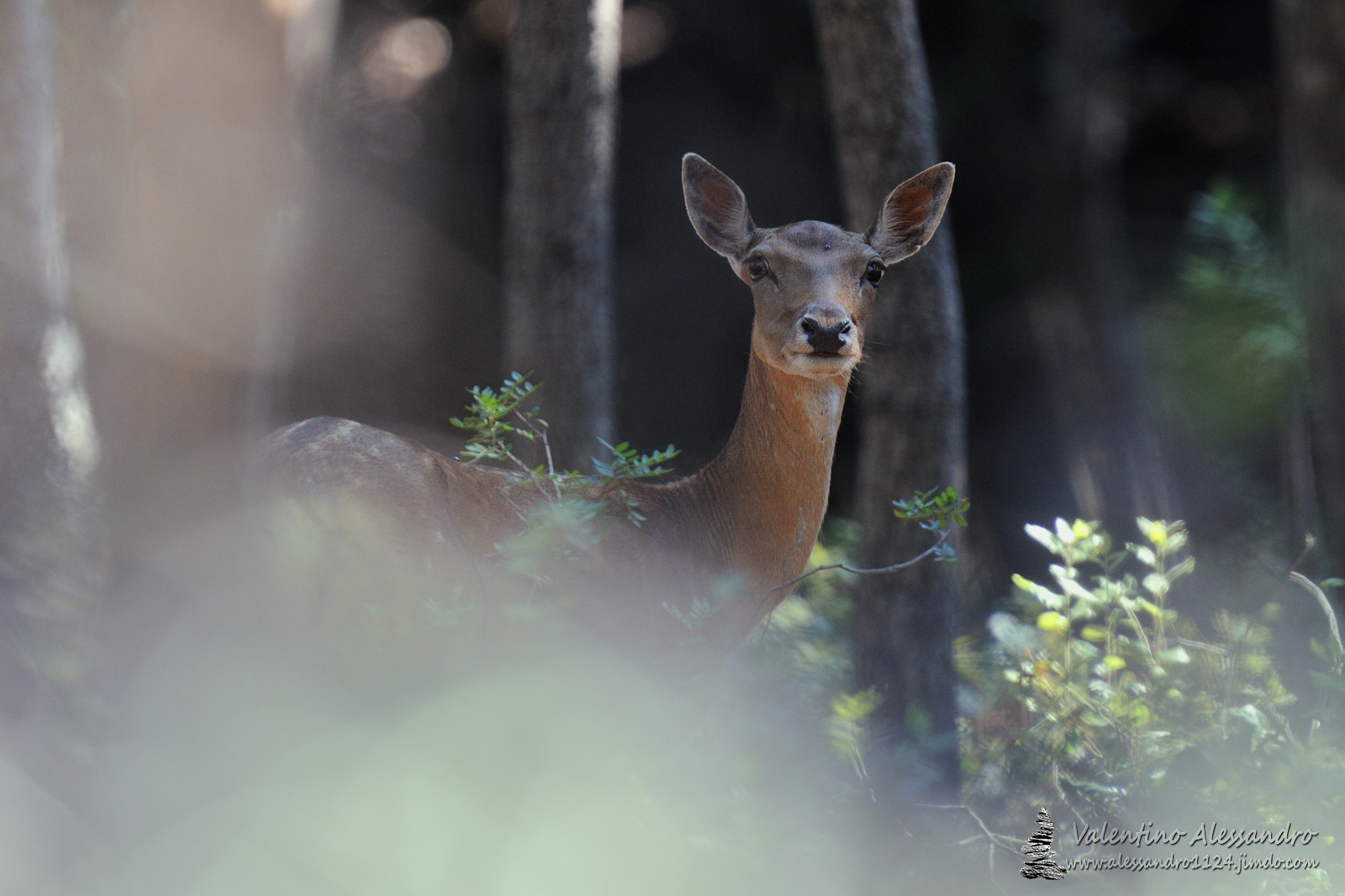 Nel bosco all'improvviso
