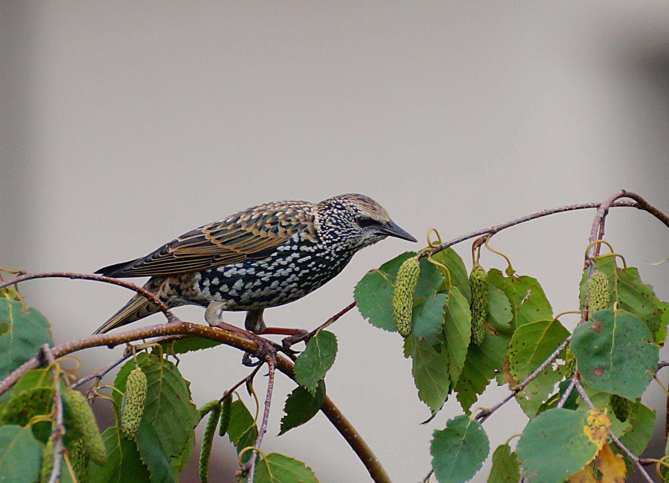 Storno comune su betulla