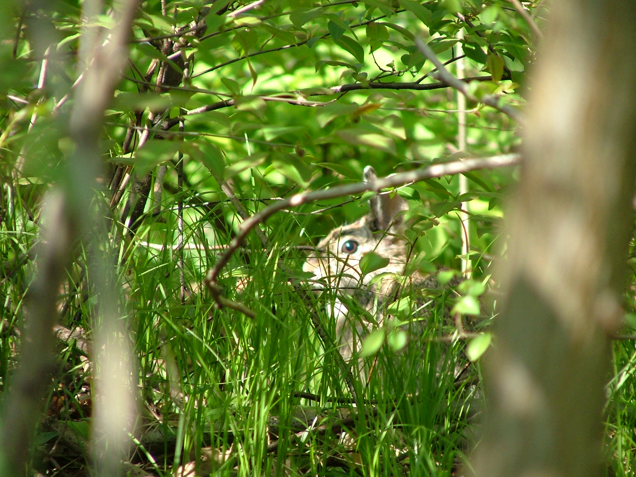 E 'useless hide from the hunter photo.