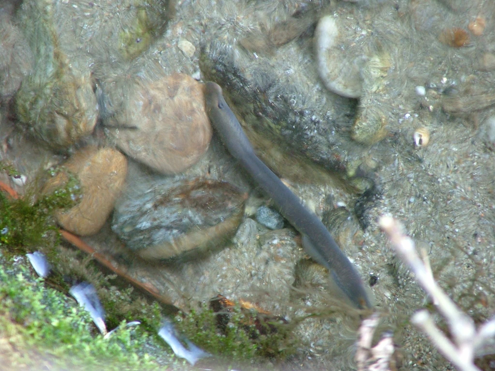 an 'absolute rarity': the river lamprey