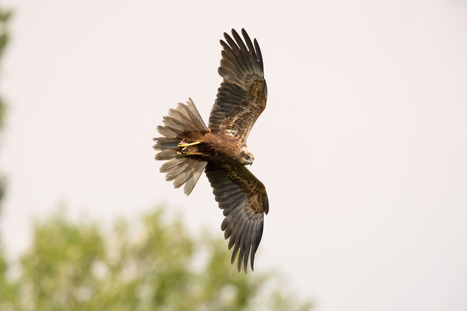 Falco di palude femmina