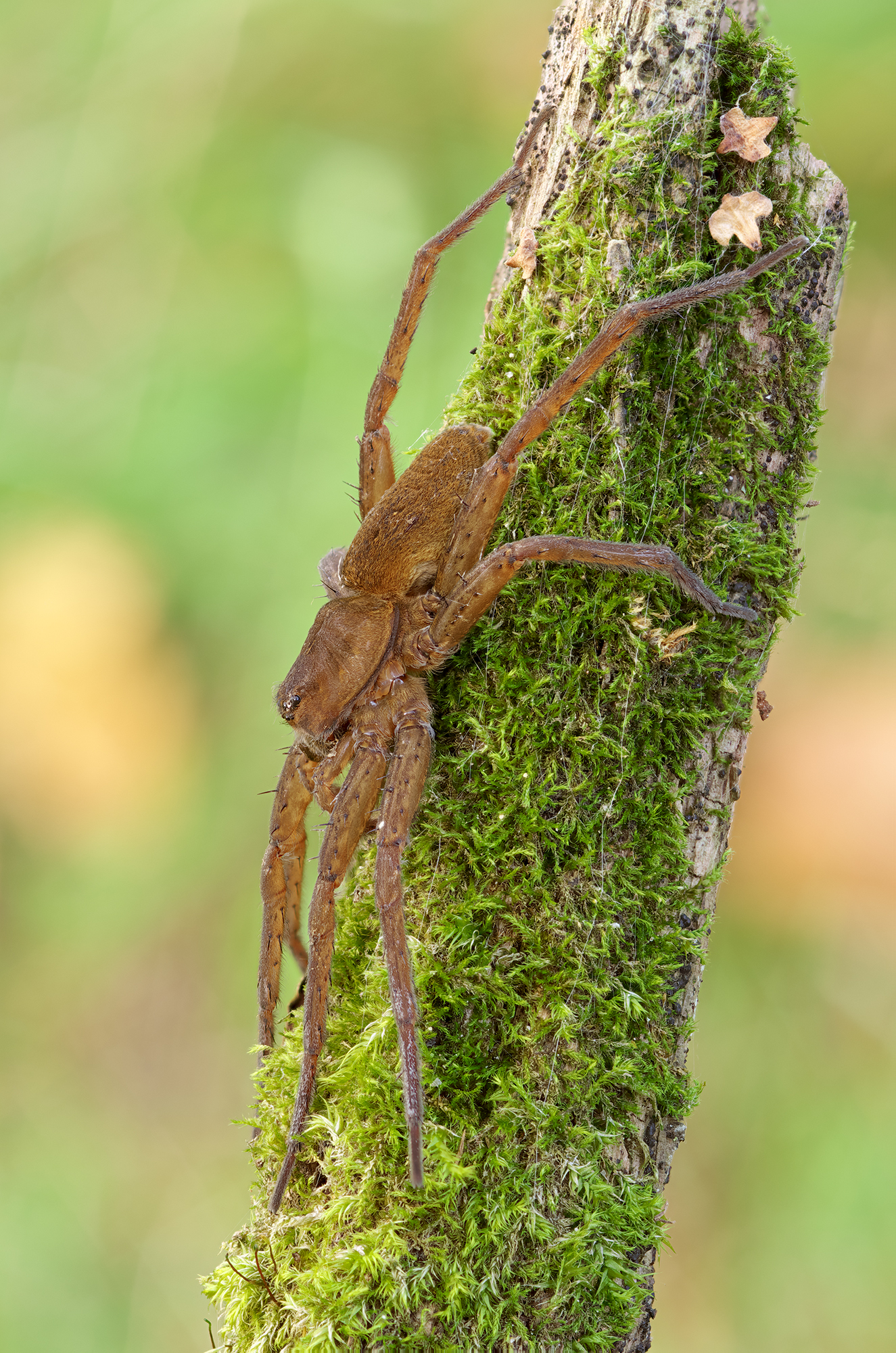 Dolomedes