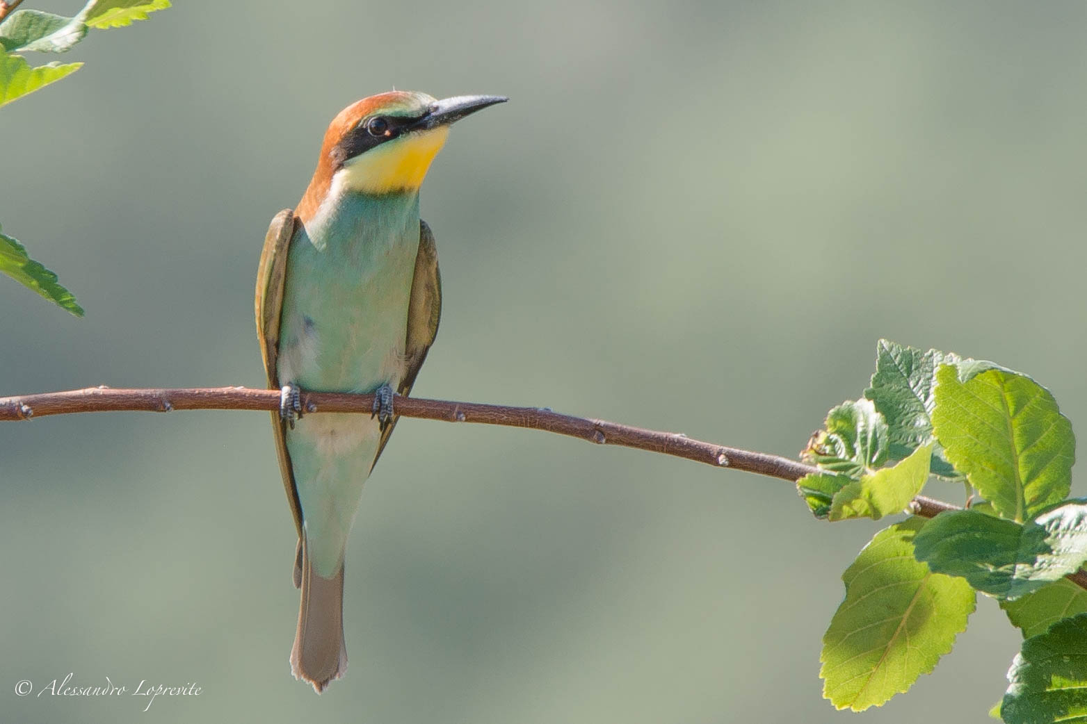 Ultimo gruccione del 2014