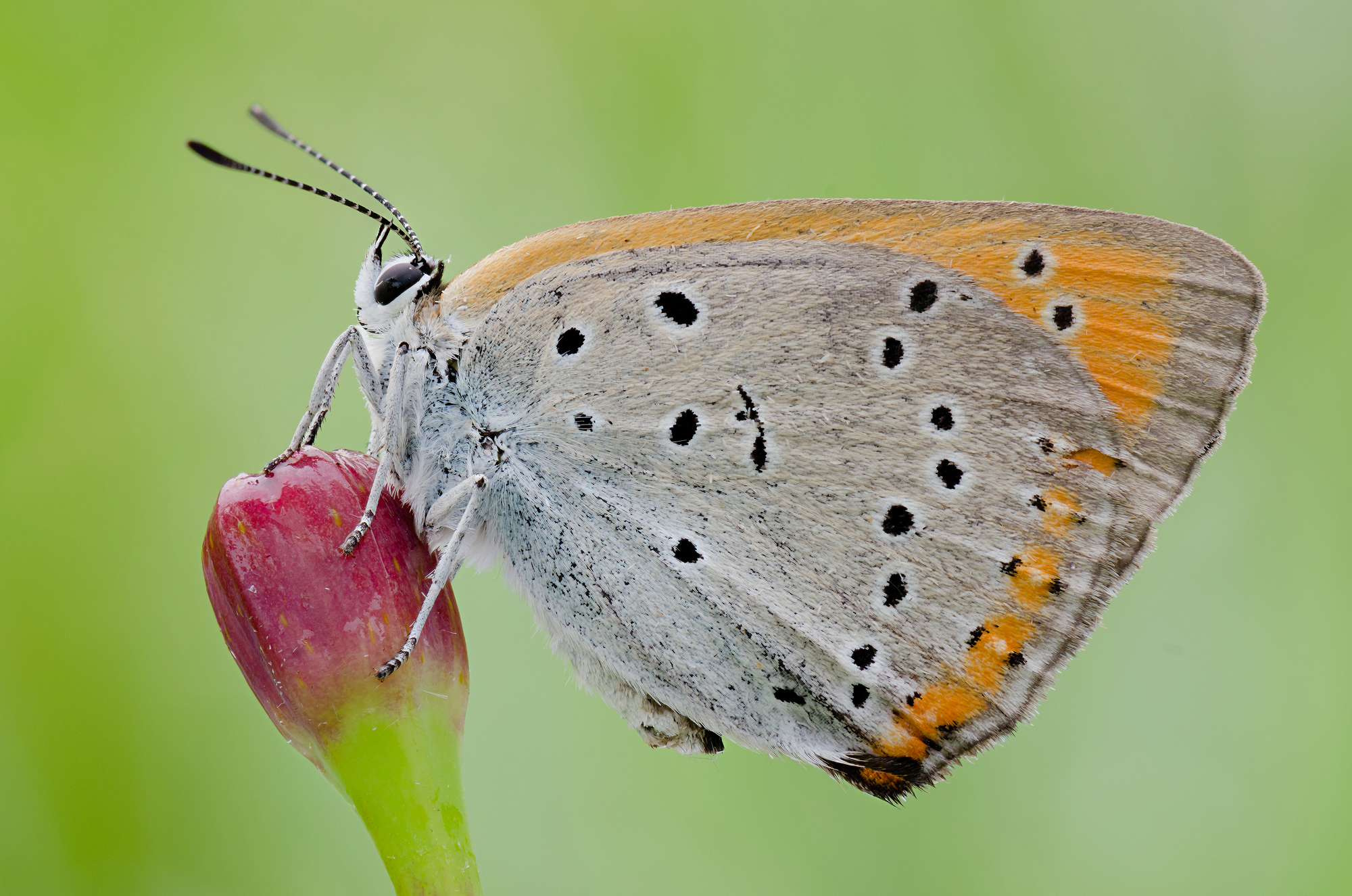 Lycaena dispar