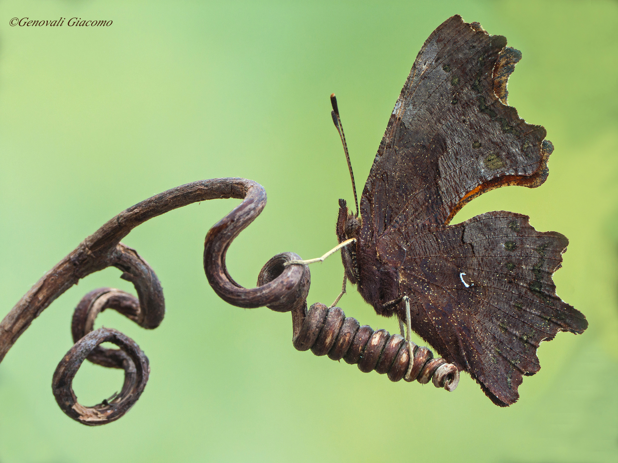 geometrie poligoniche!!!!