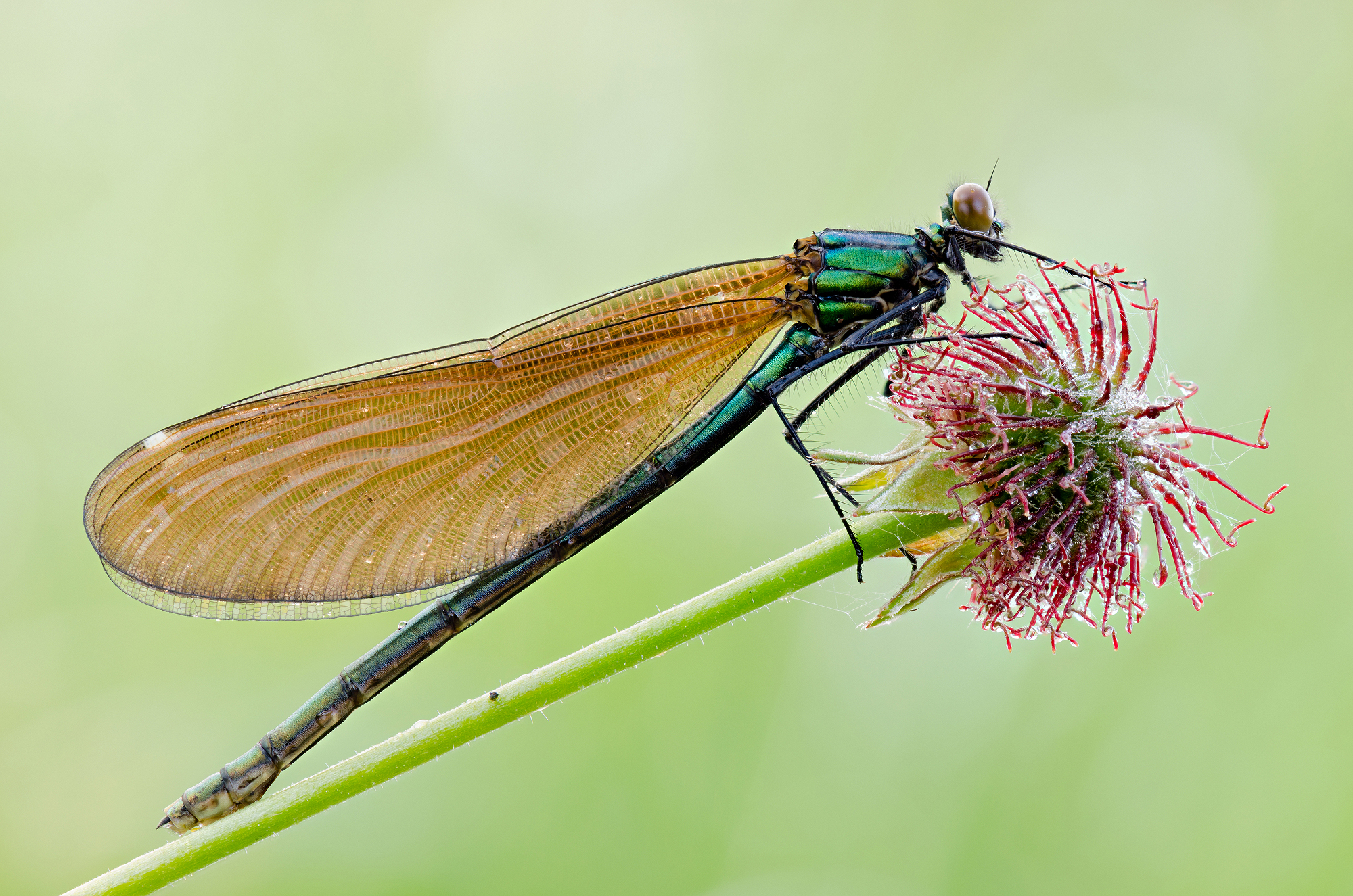 Calopteryx virgo
