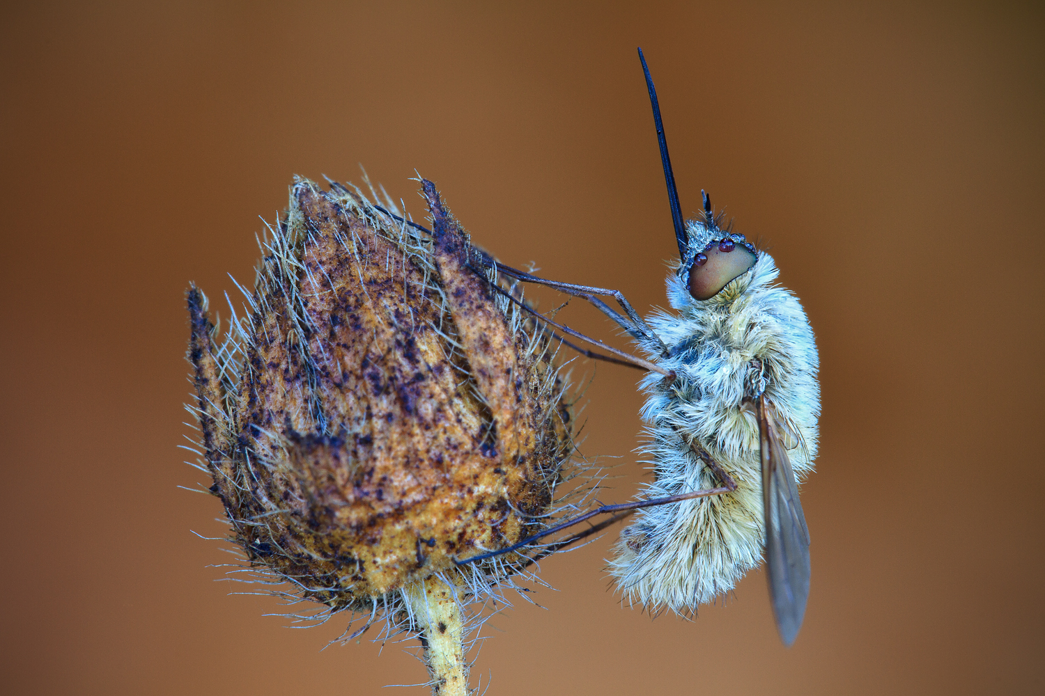 Bombylius major