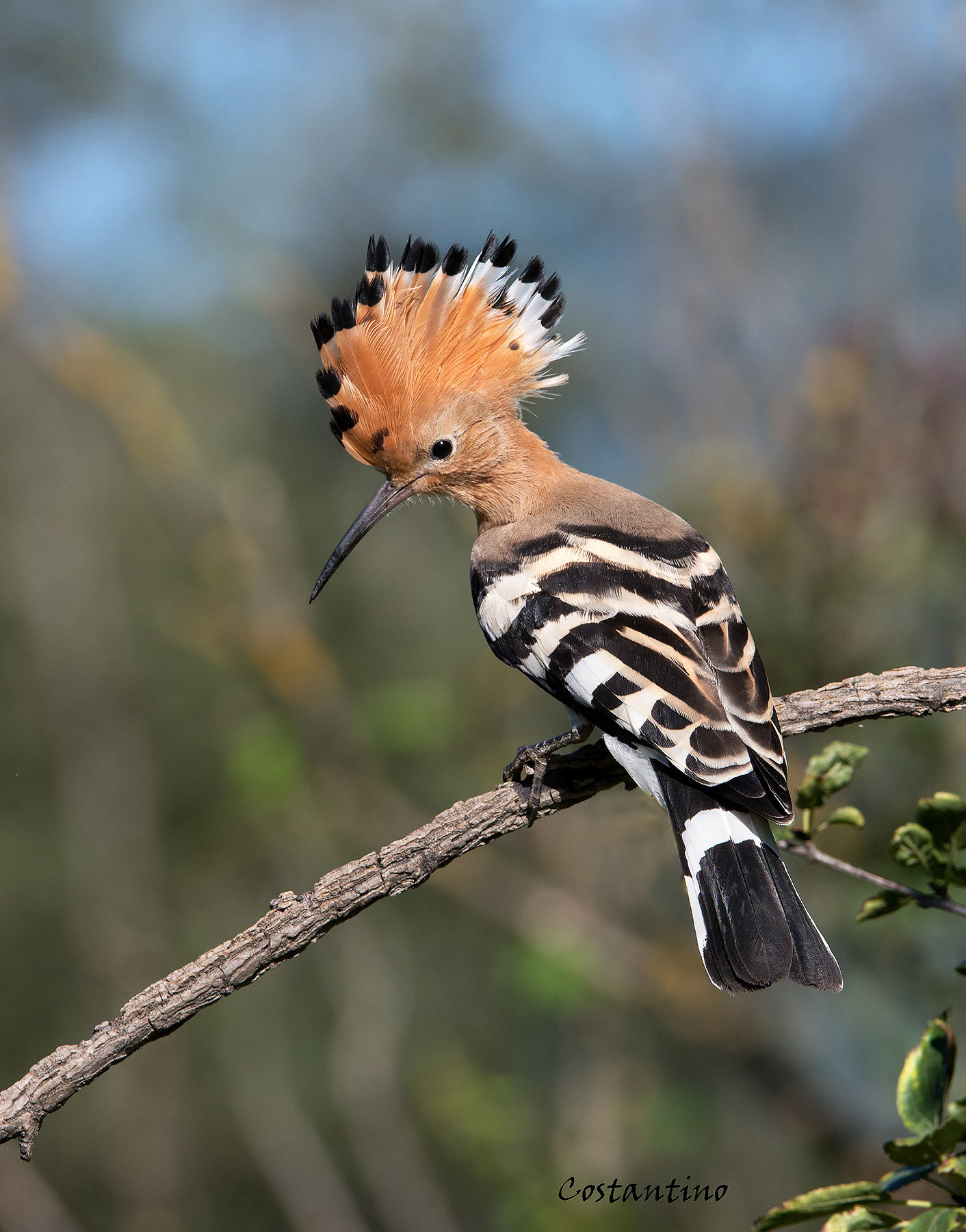 Hoopoe (Hoopoe Upupa)