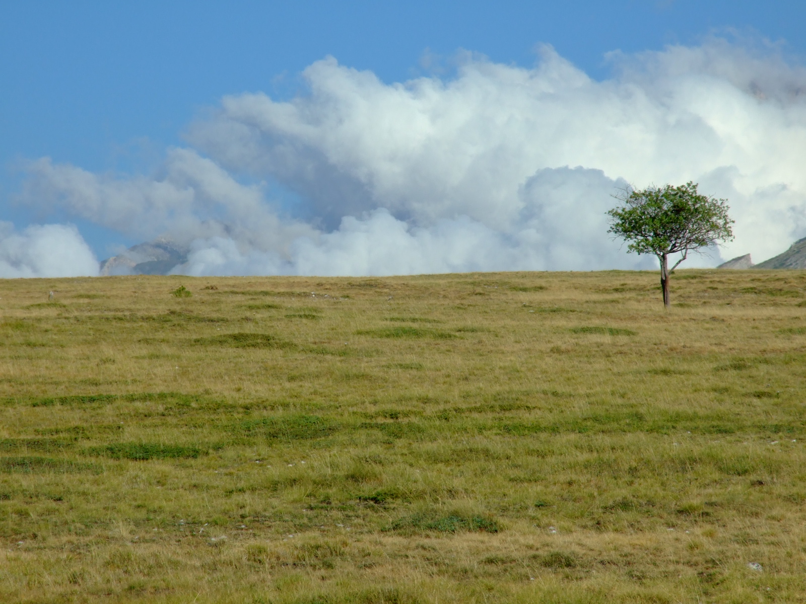 Life from tree isolated