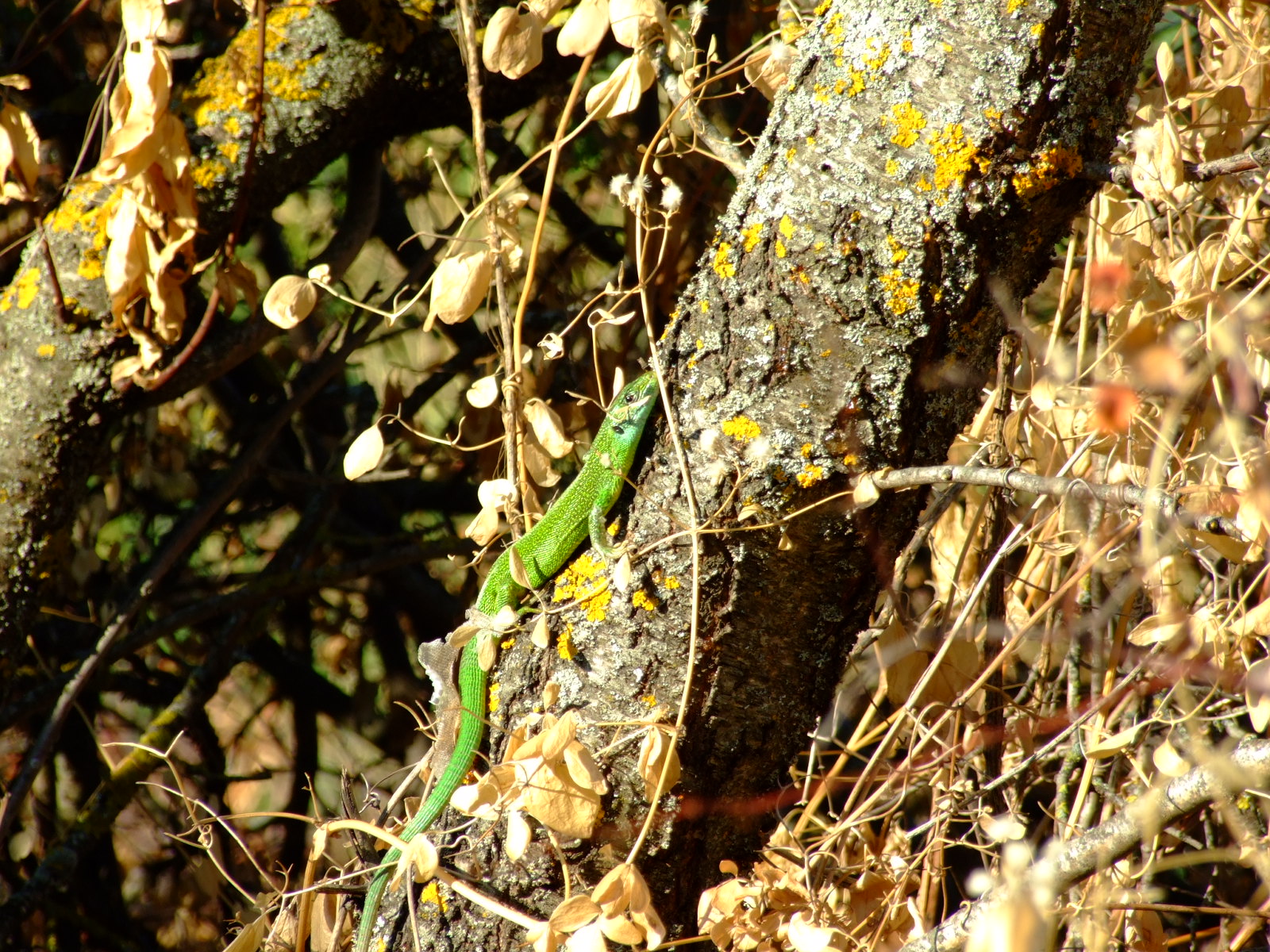 Typical Abruzzese lizard; subspecies of Sulmona!