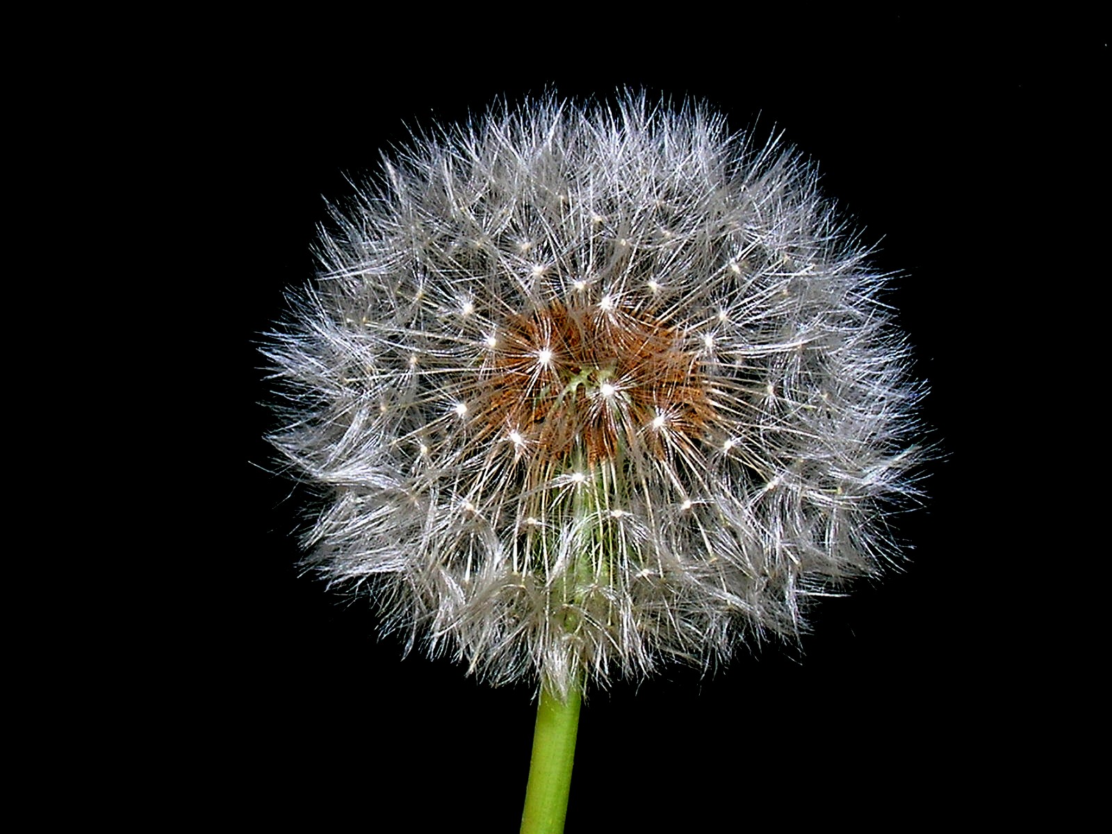 dandelion